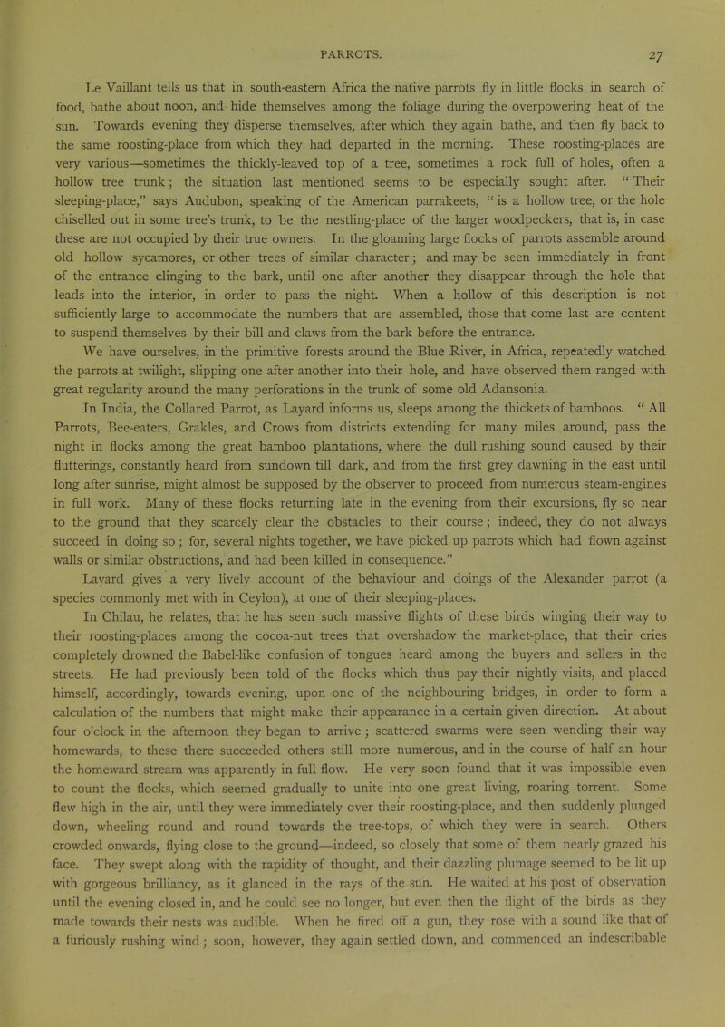 Le Vaillant tells us that in south-eastern Africa the native parrots fly in little flocks in search of food, bathe about noon, and hide themselves among the foliage during the overpowering heat of the sun. Towards evening they disperse themselves, after which they again bathe, and then fly back to the same roosting-place from which they had departed in the morning. These roosting-places are very various—sometimes the thickly-leaved top of a tree, sometimes a rock full of holes, often a hollow tree trunk; the situation last mentioned seems to be especially sought after. “ Their sleeping-place,” says Audubon, speaking of the American parrakeets, “ is a hollow tree, or the hole chiselled out in some tree’s trunk, to be the nestling-place of the larger woodpeckers, that is, in case these are not occupied by their true owners. In the gloaming large flocks of parrots assemble around old hollow sycamores, or other trees of similar character; and may be seen immediately in front of the entrance clinging to the bark, until one after another they disappear through the hole that leads into the interior, in order to pass the night. When a hollow of this description is not sufficiently large to accommodate the numbers that are assembled, those that come last are content to suspend themselves by their bill and claws from the bark before the entrance. We have ourselves, in the primitive forests around the Blue River, in Africa, repeatedly watched the parrots at twilight, slipping one after another into their hole, and have observed them ranged with great regularity around the many perforations in the trunk of some old Adansonia. In India, the Collared Parrot, as Layard informs us, sleeps among the thickets of bamboos. “ All Parrots, Bee-eaters, Grakles, and Crows from districts extending for many miles around, pass the night in flocks among the great bamboo plantations, where the dull rushing sound caused by their flutterings, constantly heard from sundown till dark, and from the first grey dawning in the east until long after sunrise, might almost be supposed by the observer to proceed from numerous steam-engines in full work. Many of these flocks returning late in the evening from their excursions, fly so near to the ground that they scarcely clear the obstacles to their course; indeed, they do not always succeed in doing so; for, several nights together, we have picked up parrots which had flown against walls or similar obstructions, and had been killed in consequence.” Layard gives a very lively account of the behaviour and doings of the Alexander parrot (a species commonly met with in Ceylon), at one of their sleeping-places. In Chilau, he relates, that he has seen such massive flights of these birds winging their way to their roosting-places among the cocoa-nut trees that overshadow the market-place, that their cries completely drowned the Babel-like confusion of tongues heard among the buyers and sellers in the streets. He had previously been told of the flocks which thus pay their nightly visits, and placed himself, accordingly, towards evening, upon one of the neighbouring bridges, in order to form a calculation of the numbers that might make their appearance in a certain given direction. At about four o’clock in the afternoon they began to arrive ; scattered swarms were seen wending their way homewards, to these there succeeded others still more numerous, and in the course of half an hour the homeward stream was apparently in full flow. He very soon found that it was impossible even to count the flocks, which seemed gradually to unite into one great living, roaring torrent. Some flew high in the air, until they were immediately over their roosting-place, and then suddenly plunged down, wheeling round and round towards the tree-tops, of which they were in search. Others crowded onwards, flying close to the ground—indeed, so closely that some of them nearly grazed his face. They swept along with the rapidity of thought, and their dazzling plumage seemed to be lit up with gorgeous brilliancy, as it glanced in the rays of the sun. He waited at his post of observation until the evening closed in, and he could see no longer, but even then the flight of the birds as they made towards their nests was audible. When he fired oft a gun, they rose with a sound like that ol a furiously rushing wind; soon, however, they again settled down, and commenced an indescribable