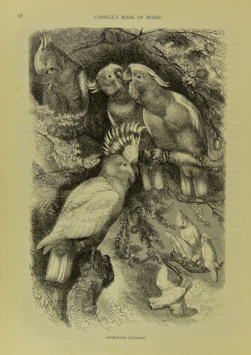 cockatoos (Cacatua)