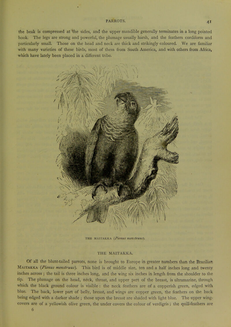 the beak is compressed at the sides, and the upper mandible generally terminates in a long pointed hook. The legs are strong and powerful, the plumage usually harsh, and the feathers cordiform and particularly small. Those on the head and neck are thick and strikingly coloured. We are familiar with many varieties of these birds, most of them from South America, and with others from Africa, which have lately been placed in a different tribe. THE MAITAKKA [PlOtlUS mettstrutis). THE MAITAKKA. Of all the blunt-tailed parrots, none is brought to Europe in greater numbers than the Brazilian Maitakka {Pionus menstruus). This bird is of middle size, ten and a half inches long and twenty inches across ; the tail is three inches long, and the wing six inches in length from the shoulder to the tip. The plumage on the head, neck, throat, and upper part of the breast, is ultramarine, through which the black ground colour is visible : the neck feathers are of a copperish green, edged with blue. The back, lower part of belly, breast, and wings are copper green, the feathers on the back being edged with a darker shade ; those upon the breast are shaded with light blue. The upper wing- covers are of a yellowish olive green, the under covers the colour of verdigris; the quill-feathers are 6