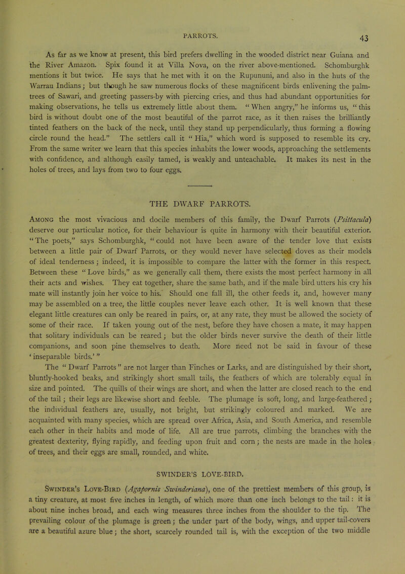 As far as we know at present, this bird prefers dwelling in the wooded district near Guiana and the River Amazon. Spix found it at Villa Nova, on the river above-mentioned. Schomburghk mentions it but twice. He says that he met with it on the Rupununi, and also in the huts of the Warrau Indians; but though he saw numerous flocks of these magnificent birds enlivening the palm- trees of Sawari, and greeting passers-by with piercing cries, and thus had abundant opportunities for making observations, he tells us extremely little about them. “ When angry,” he informs us, “ this bird is without doubt one of the most beautiful of the parrot race, as it then raises the brilliantly tinted feathers on the back of the neck, until they stand up perpendicularly, thus forming a flowing circle round the head.” The settlers call it “ Hia,” which word is supposed to resemble its cry. From the same writer we learn that this species inhabits the lower woods, approaching the settlements with confidence, and although easily tamed, is weakly and unteachable. It makes its nest in the holes of trees, and lays from two to four eggs. THE DWARF PARROTS. Among the most vivacious and docile members of this family, the Dwarf Parrots (PsUtacula) deserve our particular notice, for their behaviour is quite in harmony with their beautiful exterior. “ The poets,” says Schomburghk, “ could not have been aware of the tender love that exists between a little pair of Dwarf Parrots, or they would never have selected doves as their models of ideal tenderness ; indeed, it is impossible to compare the latter with the former in this respect. Between these “ Love birds,” as we generally call them, there exists the most perfect harmony in all their acts and wishes. They eat together, share the same bath, and if the male bird utters his cry his mate will instantly join her voice to his. Should one fall ill, the other feeds it, and, however many may be assembled on a tree, the little couples never leave each other. It is well known that these elegant little creatures can only be reared in pairs, or, at any rate, they must be allowed the society of some of their race. If taken young out of the nest, before they have chosen a mate, it may happen that solitary individuals can be reared; but the older birds never survive the death of their little companions, and soon pine themselves to death. More need not be said in favour of these ‘ inseparable birds.’ ” The “ Dwarf Parrots ” are not larger than Finches or Larks, and are distinguished by their short, bluntly-hooked beaks, and strikingly short small tails, the feathers of which are tolerably equal in size and pointed. The quills of their wings are short, and when the latter are closed reach to the end of the tail; their legs are likewise short and feeble. The plumage is soft, long, and large-feathered ; the individual feathers are, usually, not bright, but strikingly coloured and marked. We are acquainted with many species, which are spread over Africa, Asia, and South America, and resemble each other in their habits and mode of life. All are true parrots, climbing the branches with the greatest dexterity, flying rapidly, and feeding upon fruit and corn; the nests are made in the holes of trees, and their eggs are small, rounded, and white. SWINDER’S LOVE-BIRD. Swinder’s Love-Bird (Agapornis Swindcriana), one of the prettiest members of this group, is a tiny creature, at most five inches in length, of which more than one inch belongs to the tail: it is about nine inches broad, and each wing measures three inches from the shoulder to the tip. The prevailing colour of the plumage is green; the under part of the body, wings, and upper tail-covers are a beautiful azure blue; the short, scarcely rounded tail is, with the exception of the two middle