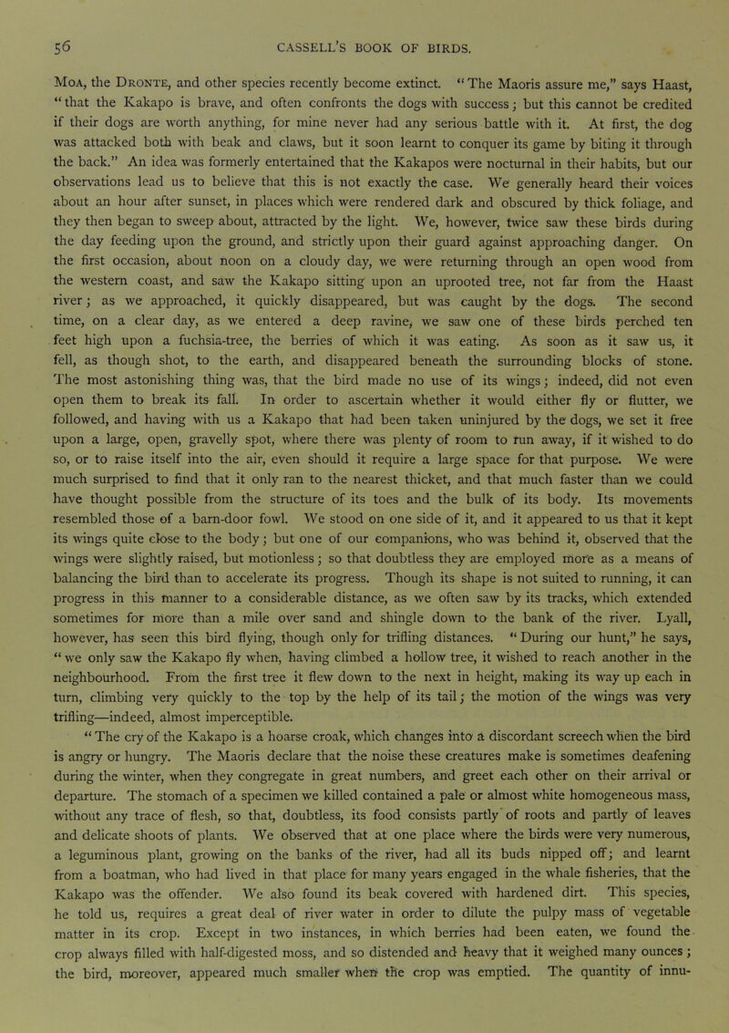 Moa, the Dronte, and other species recently become extinct. “The Maoris assure me,” says Haast, “ that the Kakapo is brave, and often confronts the dogs with success; but this cannot be credited if their dogs are worth anything, for mine never had any serious battle with it. At first, the dog was attacked both with beak and claws, but it soon learnt to conquer its game by biting it through the back.” An idea was formerly entertained that the Kakapos were nocturnal in their habits, but our observations lead us to believe that this is not exactly the case. We generally heard their voices about an hour after sunset, in places which were rendered dark and obscured by thick foliage, and they then began to sweep about, attracted by the light. We, however, twice saw these birds during the day feeding upon the ground, and strictly upon their guard against approaching danger. On the first occasion, about noon on a cloudy day, we were returning through an open wood from the western coast, and saw the Kakapo sitting upon an uprooted tree, not far from the Haast river; as we approached, it quickly disappeared, but was caught by the dogs-. The second time, on a clear day, as we entered a deep ravine, we saw one of these birds perched ten feet high upon a fuchsia-tree, the berries of which it was eating. As soon as it saw us, it fell, as though shot, to the earth, and disappeared beneath the surrounding blocks of stone. The most astonishing thing was, that the bird made no use of its wings; indeed, did not even open them to break its fall. In order to ascertain whether it would either fly or flutter, we followed, and having with us a Kakapo that had been taken uninjured by the dogs, we set it free upon a large, open, gravelly spot, where there was plenty of room to fun away, if it wished to do so, or to raise itself into the air, even should it require a large space for that purpose. We were much surprised to find that it only ran to the nearest thicket, and that much faster than we could have thought possible from the structure of its toes and the bulk of its body. Its movements resembled those of a barn-door fowl. We stood on one side of it, and it appeared to us that it kept its wings quite close to the body; but one of our companions, who was behind it, observed that the wings were slightly raised, but motionless; so that doubtless they are employed more as a means of balancing the bird than to accelerate its progress. Though its shape is not suited to running, it can progress in this manner to a considerable distance, as we often saw by its tracks, which extended sometimes for more than a mile over sand and shingle down to the bank of the river. Lyall, however, has seen this bird flying, though only for trifling distances. “ During our hunt,” he says, “ we only saw the Kakapo fly when, having climbed a hallow tree, it wished to reach another in the neighbourhood. From the first tree it flew down to the next in height, making its way up each in turn, climbing very quickly to the top by the help of its tail; the motion of the wings was very trifling—indeed, almost imperceptible. “ The cry of the Kakapo is a hoarse croak, which changes into a discordant screech when the bird is angry or hungry. The Maoris declare that the noise these creatures make is sometimes deafening during the winter, when they congregate in great numbers, and greet each other on their arrival or departure. The stomach of a specimen we killed contained a pale or almost white homogeneous mass, without any trace of flesh, so that, doubtless, its food consists partly of roots and partly of leaves and delicate shoots of plants. We observed that at one place where the birds were very numerous, a leguminous plant, growing on the banks of the river, had all its buds nipped off; and learnt from a boatman, who had lived in that place for many years engaged in the whale fisheries, that the Kakapo was the offender. We also found its beak covered with hardened dirt. This species, he told us, requires a great deal of river water in order to dilute the pulpy mass of vegetable matter in its crop. Except in two instances, in which berries had been eaten, we found the crop always filled with half-digested moss, and so distended and heavy that it weighed many ounces ; the bird, moreover, appeared much smaller when the crop was emptied. The quantity of innu-