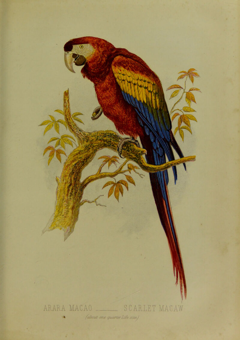 ARARA MACAO SCARLET MACAW {about one quarter life sixeJ