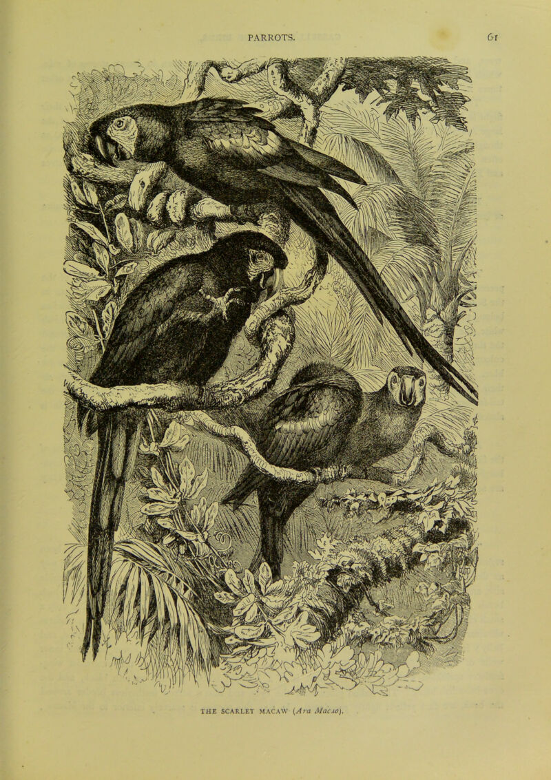 THE SCARLET MACAW (AtiZ MacuO)