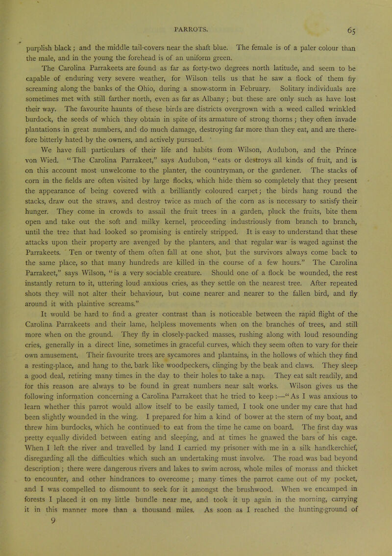purplish black; and the middle tail-covers near the shaft blue. The female is of a paler colour than the male, and in the young the forehead is of an uniform green. The Carolina Parrakeets are found as far as forty-two degrees north latitude, and seem to be capable of enduring very severe weather, for Wilson tells us that he saw a flock of them fiy screaming along the banks of the Ohio, during a snow-storm in February. Solitary individuals are sometimes met with still farther north, even as far as Albany; but these are only such as have lost their way. The favourite haunts of these birds are districts overgrown with a weed called wrinkled burdock, the seeds of which they obtain in spite of its armature of strong thorns ; they often invade plantations in great numbers, and do much damage, destroying far more than they eat, and are there- fore bitterly hated by the owners, and actively pursued. We have full particulars of their life and habits from Wilson, Audubon, and the Prince von Wied. “ The Carolina Parrakeet,” says Audubon, “ eats or destroys all kinds of fruit, and is on this account most unwelcome to the planter, the countryman, or the gardener. The stacks of corn in the fields are often visited by large flocks, which hide them so completely that they present the appearance of being covered with a brilliantly coloured carpet; the birds hang round the stacks, draw out the straws, and destroy twice as much of the corn as is necessary to satisfy their hunger. They come in crowds to assail the fruit trees in a garden, pluck the fruits, bite them open and take out the soft and milky kernel, proceeding industriously from branch to branch, until the tree that had looked so promising is entirely stripped. It is easy to understand that these attacks upon their property are avenged by the planters, and that regular war is waged against the Parrakeets. Ten or twenty of them often fall at one shot, but the survivors always come back to the same place, so that many hundreds are killed in the course of a few hours.” The Carolina Parrakeet,” says Wilson, “ is a very sociable creature. Should one of a flock be wounded, the rest instantly return to it, uttering loud anxious cries, as they settle on the nearest tree. After repeated shots they will not alter their behaviour, but come nearer and nearer to the fallen bird, and fly around it with plaintive screams.” It would be hard to find a greater contrast than is noticeable between the rapid flight of the Carolina Parrakeets and their lame, helpless movements when on the branches of trees, and still more when on the ground. They fly in closely-packed masses, rushing along with loud resounding cries, generally in a direct line, sometimes in graceful curves, which they seem often to vary for their own amusement. Their favourite trees are sycamores and plantains, in the hollows of which they find a resting-place, and hang to the. bark like woodpeckers, clinging by the beak and claws. They sleep a good deal, retiring many times in the day to their holes to take a nap. They eat salt readily, and for this reason are always to be found in great numbers near salt works. Wilson gives us the following information concerning a Carolina Parrakeet that he tried to keep :—“ As I was anxious to learn whether this parrot would allow itself to be easily tamed, I took one under my care that had been slightly wounded in the wing. I prepared for him a kind of bower at the stern of my boat, and threw him burdocks, which he continued to eat from the time he came on board. The first day was pretty equally divided between eating and sleeping, and at times he gnawed the bars of his cage. When I left the river and travelled by land I carried my prisoner with me in a silk handkerchief, disregarding all the difficulties which such an undertaking must involve. The road was bad beyond description; there were dangerous rivers and lakes to swim across, whole miles of morass and thicket to encounter, and other hindrances to overcome ; many times the parrot came out of my pocket, and I was compelled to dismount to seek for it amongst the brushwood. When we encamped in forests I placed it on my little bundle near me, and took it up again in the morning, carrying it in this manner more than a thousand miles. As soon as I reached the hunting-ground of 9