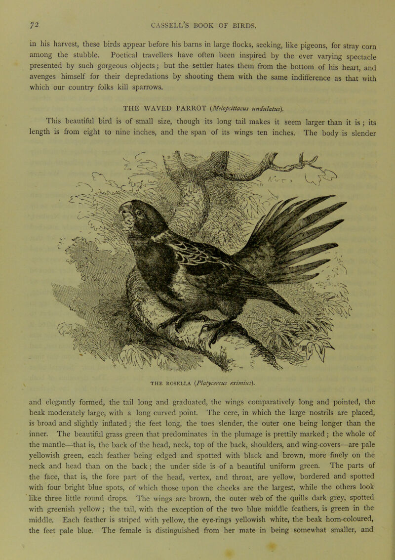 in his harvest, these birds appear before his barns in large flocks, seeking, like pigeons, for stray corn among the stubble. Poetical travellers have often been inspired by the ever varying spectacle presented by such gorgeous objects; but the settler hates them from the bottom of his heart and avenges himself for their depredations by shooting them with the same indifference as that with which our country folks kill sparrows. THE WAVED PARROT (Melopsittacus undulatus). This beautiful bird is of small size, though its long tail makes it seem larger than it is ; its length is from eight to nine inches, and the span of its wings ten inches. The body is slender the rosella (Platycercus eximius). and elegantly formed, the tail long and graduated, the wings comparatively long and pointed, the beak moderately large, with a long curved point. The cere, in which the large nostrils are placed, is broad and slightly inflated; the feet long, the toes slender, the outer one being longer than the inner. The beautiful grass green that predominates in the plumage is prettily marked; the whole of the mantle—that is, the back of the head, neck, top of the back, shoulders, and wing-covers—are pale yellowish green, each feather being edged and spotted with black and brown, more finely on the neck and head than on the back; the under side is of a beautiful uniform green. The parts of the face, that is, the fore part of the head, vertex, and throat, are yellow, bordered and spotted with four bright blue spots, of which those upon the cheeks are the largest, while the others look like three little round drops. The wings are brown, the outer web of the quills dark grey, spotted with greenish yellow; the tail, with the exception of the two blue middle feathers, is green in the middle. Each feather is striped with yellow, the eye-rings yellowish white, the beak horn-coloured, the feet pale blue. The female is distinguished from her mate in being somewhat smaller, and