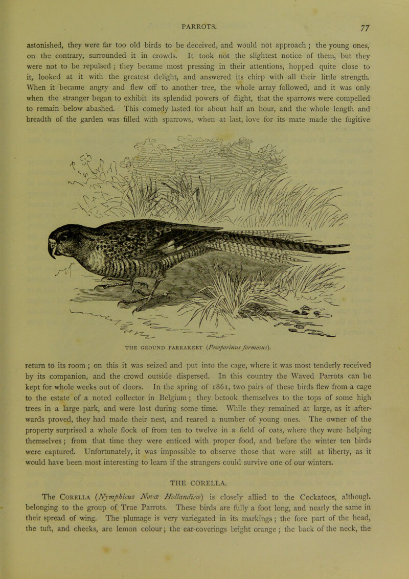 astonished, they were far too old birds to be deceived, and would not approach ; the young ones, on the contrary, surrounded it in crowds. It took not the slightest notice of them, but they were not to be repulsed ; they became most pressing in their attentions, hopped quite close to it, looked at it with the greatest delight, and answered its chirp with all their little strength. When it became angry and flew off to another tree, the whole array followed, and it was only when the stranger began to exhibit its splendid powers of flight, that the sparrows were compelled to remain below abashed. This comedy lasted for about half an hour, and the whole length and breadth of the garden was filled with sparrows, when at last, love for its mate made the fugitive THE GROUND PARRAKEET (Pezoporinus formostts). return to its room ; on this it was seized and put into the cage, where it was most tenderly received by its companion, and the crowd outside dispersed. In this country the Waved Parrots can be kept for whole weeks out of doors. In the spring of 1861, two pairs of these birds flew from a cage to the estate of a noted collector in Belgium ; they betook themselves to the tops of some high trees in a large park, and were lost during some time. While they remained at large, as it after- wards proved, they had made their nest, and reared a number of young ones. The owner of the property surprised a whole flock of from ten to twelve in a field of oats, where they were helping themselves; from that time they were enticed with proper food, and before the winter ten birds were captured. Unfortunately, it was impossible to observe those that were still at liberty, as it would have been most interesting to learn if the strangers could survive one of our winters. THE CORELLA. The Corf.lla (Nymphicus Nova Hollandica) is closely allied to the Cockatoos, although belonging to the group of True Parrots. These birds are fully a foot long, and nearly the same in their spread of wing. The plumage is very variegated in its markings ; the fore part of the head, the tuft, and checks, arc lemon colour; the car-coverings bright orange ; the back of the neck, the