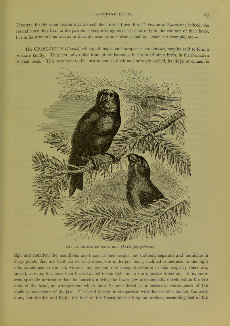 *5 Finches, for the same reason that we call the little “ Love Birds” Sparrow Parrots; indeed, the resemblance they bear to the parrots is very striking, as is seen not only in the contour of their body, but in its structure, as well as in their demeanour and peculiar habits. Such, for example, are— The CROSS-BILLS (.Loxice), which, although but few species are known, may be said to form a separate family. They not only differ from other Passeres, but from all other birds, in the formation of their beak. This very remarkable instrument is thick and strongly arched, its ridge or culmen is THE LARGE-BEAKED CROSS-BILL (Loxid pityopsittacus). high and rounded, the mandibles are broad at their origin, but suddenly separate, and terminate in sharp points that are bent across each other, the under-jaw being inclined sometimes to the right side, sometimes to the left, without any general rule being observable in this respect; there are, indeed, as many that have their beaks twisted to the right as in the opposite direction. It is, more- over, specially noticeable that the muscles moving the lower jaw are unequally developed on the two sides of the head, an arrangement which must be considered as a necessary consequence of the sidelong movements of the jaw. The head is large in comparison with that of other finches, the body short, but slender and high ; the keel of the breast-bone is long and arched, resembling that of the