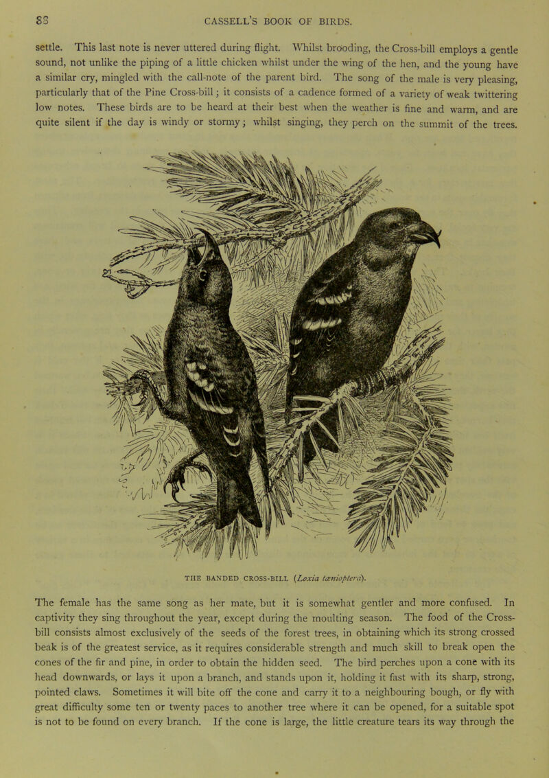 settle. This last note is never uttered during flight. Whilst brooding, the Cross-bill employs a gentle sound, not unlike the piping of a little chicken whilst under the wing of the hen, and the young have a similar cry, mingled with the call-note of the parent bird. The song of the male is very pleasing, particularly that of the Pine Cross-bill; it consists of a cadence formed of a variety of weak twittering low notes. These birds are to be heard at their best when the weather is fine and warm, and are quite silent if the day is windy or stormy; whilst singing, they perch on the summit of the trees. THE BANDED CROSS-BILL (Loxia tceniopterd). The female has the same song as her mate, but it is somewhat gentler and more confused. In captivity they sing throughout the year, except during the moulting season. The food of the Cross- bill consists almost exclusively of the seeds of the forest trees, in obtaining which its strong crossed beak is of the greatest service, as it requires considerable strength and much skill to break open the cones of the fir and pine, in order to obtain the hidden seed. The bird perches upon a cone with its head downwards, or lays it upon a branch, and stands upon it, holding it fast with its sharp, strong, pointed claws. Sometimes it will bite off the cone and carry it to a neighbouring bough, or fly with great difficulty some ten or twenty paces to another tree where it can be opened, for a suitable spot is not to be found on every branch. If the cone is large, the little creature tears its way through the