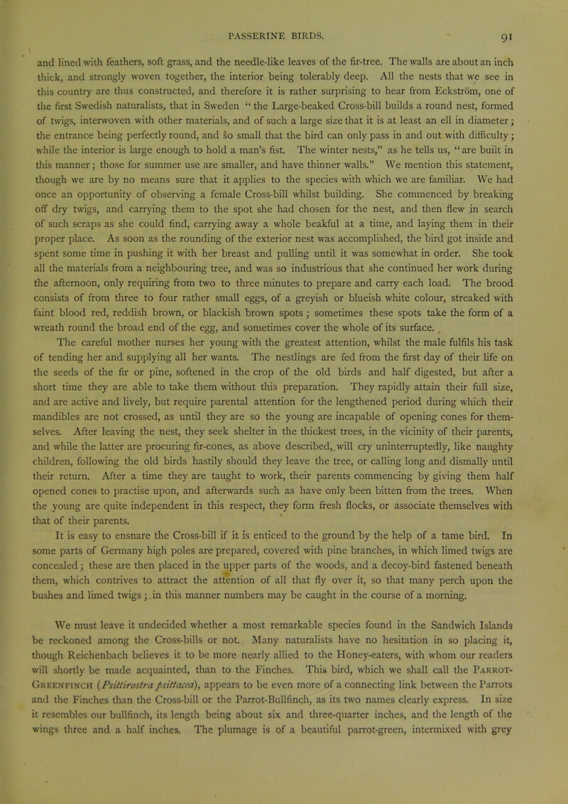 and lined with feathers, soft grass, and the needle-like leaves of the fir-tree. The walls are about an inch thick, and strongly woven together, the interior being tolerably deep. All the nests that we see in this country are thus constructed, and therefore it is rather surprising to hear from Eckstrom, one of the first Swedish naturalists, that in Sweden “ the Large-beaked Cross-bill builds a round nest, formed of twigs, interwoven with other materials, and of such a large size that it is at least an ell in diameter; the entrance being perfectly round, and so small that the bird can only pass in and out with difficulty; while the interior is large enough to hold a man’s fist. The winter nests,” as he tells us, “ are built in this manner; those for summer use are smaller, and have thinner walls.” We mention this statement, though we are by no means sure that it applies to the species with which we are familiar. We had once an opportunity of observing a female Cross-bill whilst building. She commenced by breaking off dry twigs, and carrying them to the spot she had chosen for the nest, and then flew in search of such scraps as she could find, carrying away a whole beakful at a time, and laying them in their proper place. As soon as the rounding of the exterior nest was accomplished, the bird got inside and spent some time in pushing it with her breast and pulling until it was somewhat in order. She took all the materials from a neighbouring tree, and was so industrious that she continued her work during the afternoon, only requiring from two to three minutes to prepare and carry each load. The brood consists of from three to four rather small eggs, of a greyish or blueish white colour, streaked with faint blood red, reddish brown, or blackish brown spots ; sometimes these spots take the form of a wreath round the broad end of the egg, and sometimes cover the whole of its surface. The careful mother nurses her young with the greatest attention, whilst the male fulfils his task of tending her and supplying all her wants. The nestlings are fed from the first day of their life on the seeds of the fir or pine, softened in the crop of the old birds and half digested, but after a short time they are able to take them without this preparation. They rapidly attain their full size, and are active and lively, but require parental attention for the lengthened period during which their mandibles are not crossed, as until they are so the young are incapable of opening cones for them- selves. After leaving the nest, they seek shelter in the thickest trees, in the vicinity of their parents, and while the latter are procuring fir-cones, as above described, will cry uninterruptedly, like naughty children, following the old birds hastily should they leave the tree, or calling long and dismally until their return. After a time they are taught to work, their parents commencing by giving them half opened cones to practise upon, and afterwards such as have only been bitten from the trees. When the young are quite independent in this respect, they form fresh flocks, or associate themselves with that of their parents. It is easy to ensnare the Cross-bill if it is enticed to the ground by the help of a tame bird. In some parts of Germany high poles are prepared, covered with pine branches, in which limed twigs are concealed; these are then placed in the upper parts of the woods, and a decoy-bird fastened beneath them, which contrives to attract the attention of all that fly over it, so that many perch upon the bushes and limed twigs ; in this manner numbers may be caught in the course of a morning. We must leave it undecided whether a most remarkable species found in the Sandwich Islands be reckoned among the Cross-bills or not. Many naturalists have no hesitation in so placing it, though Reichenbach believes it to be more nearly allied to the Honey-eaters, with whom our readers will shortly be made acquainted, than to the Finches. This bird, which we shall call the Parrot- Greenfinch (Psittirostra psittacea), appears to be even more of a connecting link between the Parrots and the Finches than the Cross-bill or the Parrot-Bullfinch, as its two names clearly express. In size it resembles our bullfinch, its length being about six and three-quarter inches, and the length of the wings three and a half inches. The plumage is of a beautiful parrot-green, intermixed with grey
