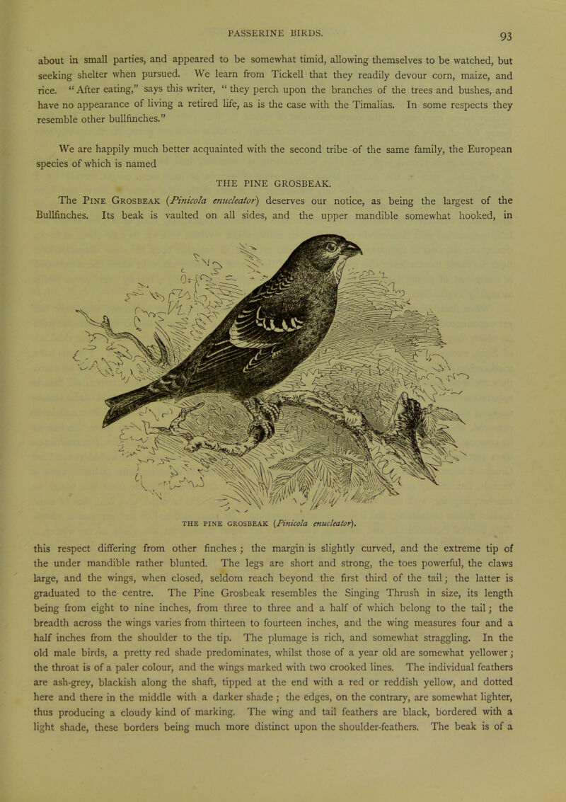 about in small parties, and appeared to be somewhat timid, allowing themselves to be watched, but seeking shelter when pursued. We learn from Tickell that they readily devour corn, maize, and rice. “ After eating,” says this writer, “ they perch upon the branches of the trees and bushes, and have no appearance of living a retired life, as is the case with the Timalias. In some respects they resemble other bullfinches.” We are happily much better acquainted with the second tribe of the same family, the European species of which is named THE PINE GROSBEAK. The Pine Grosbeak (Pinicola enucleator) deserves our notice, as being the largest of the Bullfinches. Its beak is vaulted on all sides, and the upper mandible somewhat hooked, in THE PINE GROSBEAK (Pitiicola enucleator). this respect differing from other finches ; the margin is slightly curved, and the extreme tip of the under mandible rather blunted. The legs are short and strong, the toes powerful, the claws large, and the wings, when closed, seldom reach beyond the first third of the tail; the latter is graduated to the centre. The Pine Grosbeak resembles the Singing Thrush in size, its length being from eight to nine inches, from three to three and a half of which belong to the tail; the breadth across the wings varies from thirteen to fourteen inches, and the wing measures four and a half inches from the shoulder to the tip. The plumage is rich, and somewhat straggling. In the old male birds, a pretty red shade predominates, whilst those of a year old are somewhat yellower ; the throat is of a paler colour, and the wings marked with two crooked lines. The individual feathers are ash-grey, blackish along the shaft, tipped at the end with a red or reddish yellow, and dotted here and there in the middle with a darker shade ; the edges, on the contrary, are somewhat lighter, thus producing a cloudy kind of marking. The wing and tail feathers are black, bordered with a light shade, these borders being much more distinct upon the shoulder-feathers. The beak is of a