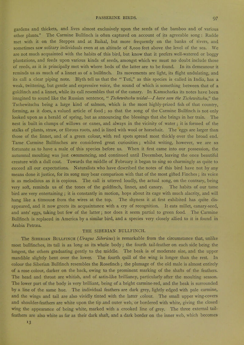 gardens and thickets, and lives almost exclusively upon the seeds of the bamboo and of various other plants.” The Carmine Bullfinch is often captured on account of its agreeable song : Radde met with it on the Steppes and at Baikal, but more frequently on the banks of rivers, and sometimes saw solitary individuals even at an altitude of 8,000 feet above the level of the sea. We are not much acquainted with the habits of this bird, but know that it prefers well-watered or boggy plantations, and feeds upon various kinds of seeds, amongst which we must no doubt include those of reeds, as it is principally met with where beds of the latter are to be found. In its demeanour it reminds us as much of a linnet as of a bullfinch. Its movements are light, its flight undulating, and its call a clear piping note. Blyth tell us that the “ Tuti,” as this species is called in India, has a weak, twittering, but gentle and expressive voice, the sound of which is something between that of a goldfinch and a linnet, while its call resembles that of the canary. In Kamschatka its notes have been imagined to sound like the Russian sentence, “ Tschewitschu widal—I have seen the Tschewitschu,” the Tschewitschu being a large kind of salmon, which is the most highly-prized fish of that country, forming, as it does, a valued article of food; so that the song of the Carmine Bullfinch is not only looked upon as a herald of spring, but as announcing the blessings that she brings in her train. The nest is built in clumps of willows or canes, and always in the vicinity of water; it is formed of the stalks of plants, straw, or fibrous roots, and is lined with wool or horsehair. The eggs are larger than those of the linnet, and of a green colour, with red spots spread most thickly over the broad end. Tame Carmine Bullfinches are considered great curiosities; whilst writing, however, we are so fortunate as to have a male of this species before us. When it first came into our possession, the autumnal moulting was just commencing, and continued until December, leaving the once beautiful creature with a dull coat. Towards the middle of February it began to sing so charmingly as quite to exceed all our expectations. Naturalists who have described the notes of this bird have not by any means done it justice, for its song may bear comparison with that of the most gifted Finches; its voice is as melodious as it is copious. The call is uttered loudly, the actual song, on the contrary, being very soft, reminds us of the tones of the goldfinch, linnet, and canary. The habits of our tame bird are very entertaining ; it is constantly in motion, hops about its cage with much alacrity, and will hang like a titmouse from the wires at the top. The shyness it at first exhibited has quite dis- appeared, and it now greets its acquaintance with a cry of recognition. It eats millet, canary-seed, and ants’ eggs, taking but few of the latter; nor does it seem partial to green food. The Carmine Bullfinch is replaced in America by a similar bird, and a species very closely allied to it is found in Arabia Petnea. THE SIBERIAN BULLFINCH. The Siberian Bullfinch (Uragus Sibericus) is remarkable from the circumstance that, unlike most bullfinches, its tail is as long as its whole body; the fourth tail-feather on each side being the longest, the others graduating gently to the middle. The beak is of moderate size, and the upper mandible slightly bent over the lower. The fourth quill of the wing is longer than the rest. In colour the Siberian Bullfinch resembles the Rosefinch ; the plumage of the old male is almost entirely of a rose colour, darker on the back, owing to the prominent marking of the shafts of the feathers. The head and throat are whitish, and of satin-like brilliancy, particularly after the moulting season. The lower part of the body is very brilliant, being of a bright carmine-red, and the beak is surrounded by a line of the same hue. The individual feathers are dark grey, lightly edged with pale carmine, and the wings and tail are also vividly tinted with the latter colour. The small upper wing-covers and shoulder-feathers are white upon the tip and outer web, or bordered with white, giving the closed wing the appearance of being white, marked with a crooked line of grey. The three external tail- feathers are also white as far as their dark shaft, and a dark border on the inner web, which becomes 13