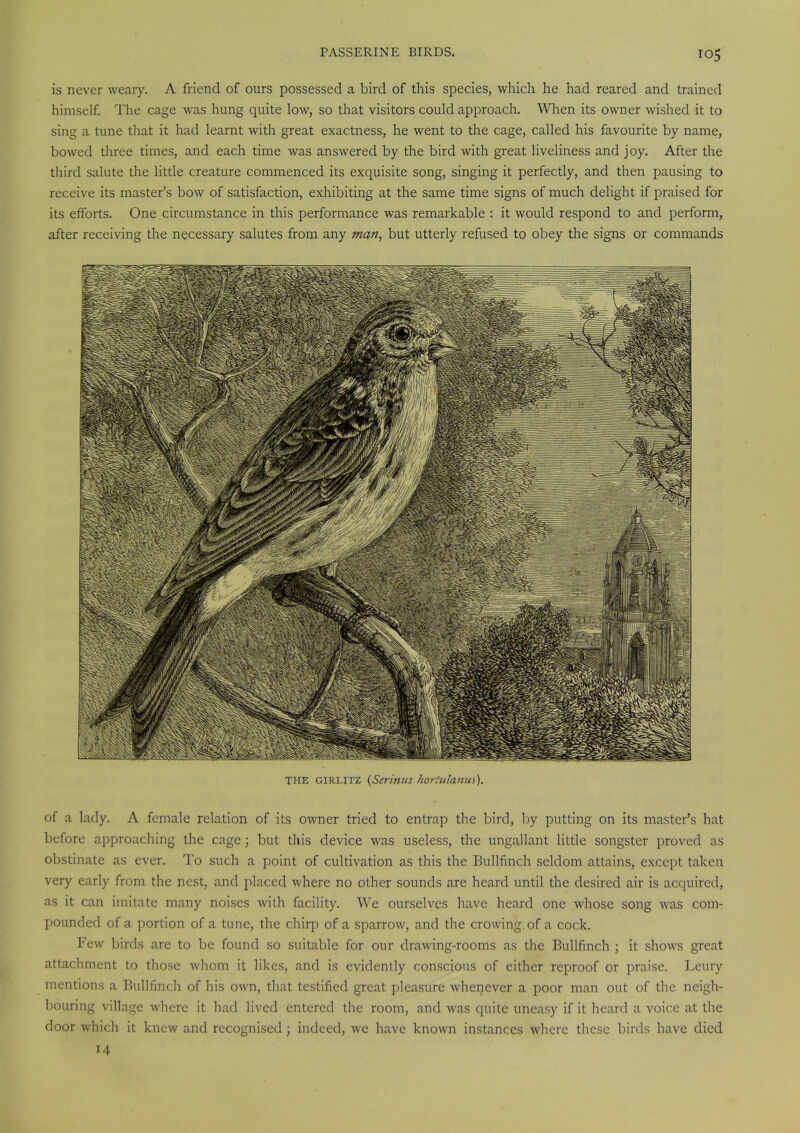 is never weary. A friend of ours possessed a bird of this species, which he had reared and trained himself. The cage was hung quite low, so that visitors could approach. When its owner wished it to sing a tune that it had learnt with great exactness, he went to the cage, called his favourite by name, bowed three times, and each time was answered by the bird with great liveliness and joy. After the third salute the little creature commenced its exquisite song, singing it perfectly, and then pausing to receive its master’s bow of satisfaction, exhibiting at the same time signs of much delight if praised for its efforts. One circumstance in this performance was remarkable : it would respond to and perform, after receiving the necessary salutes from any man, but utterly refused to obey the signs or commands THE GIRLITZ (Serinus hor/ulanus). of a lady. A female relation of its owner tried to entrap the bird, by putting on its master’s hat before approaching the cage; but this device was useless, the ungallant little songster proved as obstinate as ever. To such a point of cultivation as this the Bullfinch seldom attains, except taken very early from the nest, and placed where no other sounds are heard until the desired air is acquired, as it can imitate many noises with facility. We ourselves have heard one whose song was com- pounded of a portion of a tune, the chirp of a sparrow, and the crowing, of a cock. Few birds are to be found so suitable for our drawing-rooms as the Bullfinch ; it shows great attachment to those whom it likes, and is evidently conscious of either reproof or praise. Leury mentions a Bullfinch of his own, that testified great pleasure whenever a poor man out of the neigh- bouring village where it had lived entered the room, and was quite uneasy if it heard a voice at the door which it knew and recognised; indeed, we have known instances where these birds have died 14