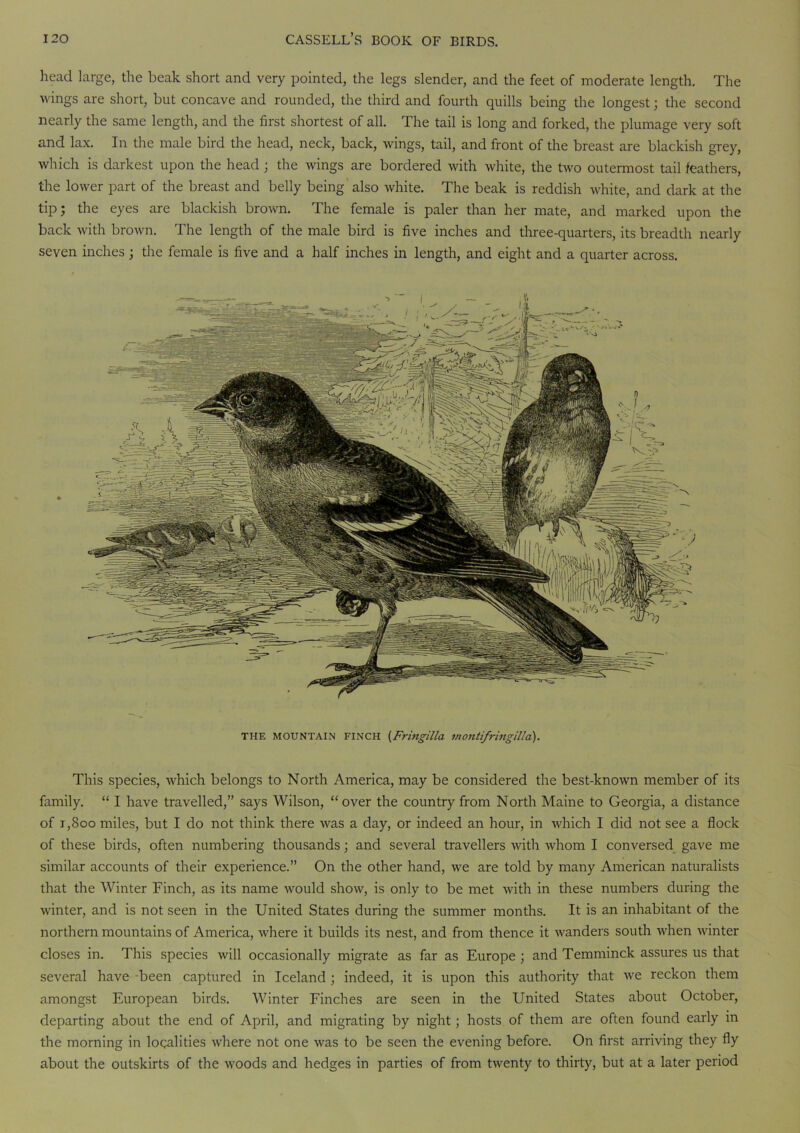 head large, the beak short and very pointed, the legs slender, and the feet of moderate length. The wings are short, but concave and rounded, the third and fourth quills being the longest; the second nearly the same length, and the first shortest of all. The tail is long and forked, the plumage very soft and lax. In the male bird the head, neck, back, wings, tail, and front of the breast are blackish grey, which is darkest upon the head ; the wings are bordered with white, the two outermost tail feathers, the lower part of the breast and belly being also white. The beak is reddish white, and dark at the tip; the eyes are blackish brown. The female is paler than her mate, and marked upon the back with brown. The length of the male bird is five inches and three-quarters, its breadth nearly seven inches ; the female is five and a half inches in length, and eight and a quarter across. THE MOUNTAIN FINCH [Fringilla inontifringilla). This species, which belongs to North America, may be considered the best-known member of its family. “ I have travelled,” says Wilson, “over the country from North Maine to Georgia, a distance of i,800 miles, but I do not think there was a day, or indeed an hour, in which I did not see a flock of these birds, often numbering thousands; and several travellers with whom I conversed gave me similar accounts of their experience.” On the other hand, we are told by many American naturalists that the Winter Finch, as its name would show, is only to be met with in these numbers during the winter, and is not seen in the United States during the summer months. It is an inhabitant of the northern mountains of America, where it builds its nest, and from thence it wanders south when winter closes in. This species will occasionally migrate as far as Europe ; and Temminck assures us that several have been captured in Iceland ; indeed, it is upon this authority that we reckon them amongst European birds. Winter Finches are seen in the United States about October, departing about the end of April, and migrating by night; hosts of them are often found early in the morning in localities where not one was to be seen the evening before. On first arriving they fly about the outskirts of the woods and hedges in parties of from twenty to thirty, but at a later period
