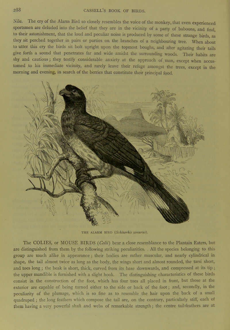 Nile. The cry of the Alarm Bird so closely resembles the voice of the monkey, that even experienced sportsmen are deluded into the belief that they are in the vicinity of a party of baboons, and find to their astonishment, that the loud and peculiar noise is produced by some of these strange birds as they sit perched together in pairs or parties on the branches of a neighbouring tree. When about to utter this cry the birds sit bolt upright upon the topmost boughs, and after agitating their tails give forth a sound that penetrates far and wide amidst the surrounding woods. Their habits are shy and cautious; they testify considerable anxiety at the approach of, man, except when accus- tomed to his immediate vicinity, and rarely leave their refuge amongst the trees, except in the morning and evening, in search of the berries that constitute their principal food. THE ALARM BIRD [Schizorkis ZOJIUrils). The COLIES, or MOUSE BIRDS (Colii) bear a close resemblance to the Plantain Eaters, but are distinguished from them by the following striking peculiarities. All the species belonging to this group are much alike in appearance ; their bodies are rather muscular, and nearly cylindrical in shape, the tail almost twice as long as the body, the wings short and almost rounded, the tarsi short, and toes long; the beak is short, thick, curved from its base downwards, and compressed at its tip ; the upper mandible is furnished with a slight hook. The distinguishing characteristics of these birds consist in the construction of the foot, which has four toes all placed in front, but those at the exterior are capable of being turned either to the side or back of the foot; and, secondly, in the peculiarity of the plumage, which is so fine as to resemble the hair upon the back of a small quadruped ; the long feathers which compose the tail are, on the contrary, particularly stiff, each of them having a very powerful shaft and webs of remarkable strength; the centre tail-feathers are at