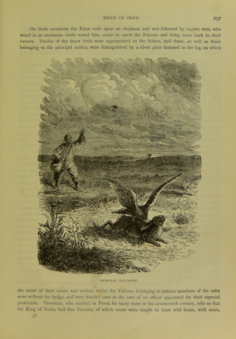 On these occasions the Khan rode upon an elephant, and was followed by r 0,000 men, who stood in an enormous circle round him, ready to catch the Falcons and bring them back to their owners. Twelve of the finest birds were appropriated to the Sultan, and these, as well as those belonging to the principal nobles, were distinguished by a silver plate fastened to the leg, on which ORIENTAL FALCONRY. the name of their owner was written, whilst the Falcons belonging to inferior members of the suite were without the badge, and were handed over to the care of an officer appointed for their especial protection. Tavernier, who resided in Persia for many years in the seventeenth century, tells us that the King of Persia had 800 Falcons, of which some were taught to hunt wild boars, wild asses,