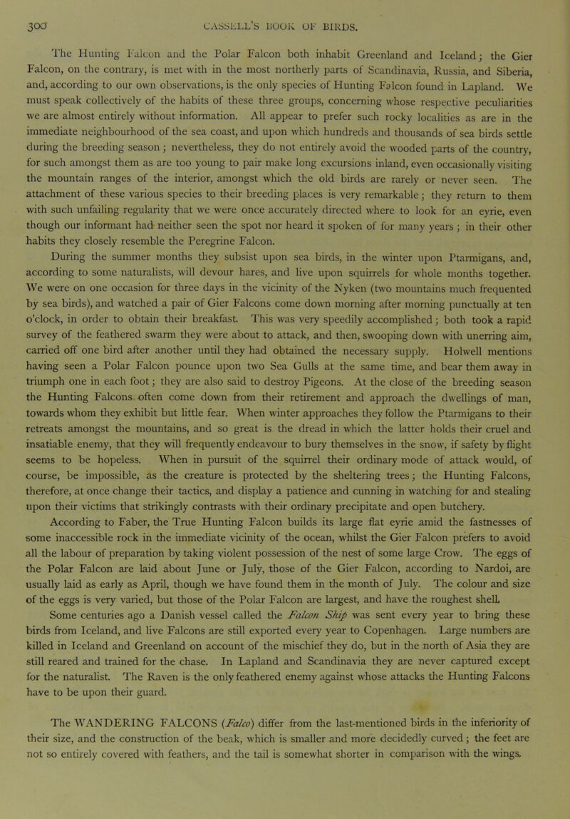 The Hunting Falcon and the Polar Falcon both inhabit Greenland and Iceland; the Gier Falcon, on the contrary, is met with in the most northerly parts of Scandinavia, Russia, and Siberia, and, according to our own observations, is the only species of Hunting Falcon found in Lapland. We must speak collectively of the habits of these three groups, concerning whose respective peculiarities we are almost entirely without information. All appear to prefer such rocky localities as are in the immediate neighbourhood of the sea coast, and upon which hundreds and thousands of sea birds settle during the breeding season; nevertheless, they do not entirely avoid the wooded parts of the country, for such amongst them as are too young to pair make long excursions inland, even occasionally visiting the mountain ranges of the interior, amongst which the old birds are rarely or never seen. The attachment of these various species to their breeding places is very remarkable; they return to them with such unfailing regularity that we were once accurately directed where to look for an eyrie, even though our informant had neither seen the spot nor heard it spoken of for many years ; in their other habits they closely resemble the Peregrine Falcon. During the summer months they subsist upon sea birds, in the winter upon Ptarmigans, and, according to some naturalists, will devour hares, and live upon squirrels for whole months together. We were on one occasion for three days in the vicinity of the Nyken (two mountains much frequented by sea birds), and watched a pair of Gier Falcons come down morning after morning punctually at ten o’clock, in order to obtain their breakfast. This was very speedily accomplished; both took a rapid survey of the feathered swarm they were about to attack, and then, swooping down with unerring aim, earned off one bird after another until they had obtained the necessary supply. Holwell mentions having seen a Polar Falcon pounce upon two Sea Gulls at the same time, and bear them away in triumph one in each foot; they are also said to destroy Pigeons. At the close of the breeding season the Hunting Falcons often come down from their retirement and approach the dwellings of man, towards whom they exhibit but little fear. When winter approaches they follow the Ptarmigans to their retreats amongst the mountains, and so great is the dread in which the latter holds their cruel and insatiable enemy, that they will frequently endeavour to bury themselves in the snow', if safety by flight seems to be hopeless. When in pursuit of the squirrel their ordinary mode of attack would, of course, be impossible, as the creature is protected by the sheltering trees; the Hunting Falcons, therefore, at once change their tactics, and display a patience and cunning in watching for and stealing upon their victims that strikingly contrasts with their ordinary precipitate and open butchery. According to Faber, the True Hunting Falcon builds its large flat eyrie amid the fastnesses of some inaccessible rock in the immediate vicinity of the ocean, whilst the Gier Falcon prefers to avoid all the labour of preparation by taking violent possession of the nest of some large Crow. The eggs of the Polar Falcon are laid about June or July, those of the Gier Falcon, according to Nardoi, are usually laid as early as April, though we have found them in the month of July. The colour and size of the eggs is very varied, but those of the Polar Falcon are largest, and have the roughest shelL Some centuries ago a Danish vessel called the Falcon Ship was sent every year to bring these birds from Iceland, and live Falcons are still exported every year to Copenhagen. Large numbers are killed in Iceland and Greenland on account of the mischief they do, but in the north of Asia they are still reared and trained for the chase. In Lapland and Scandinavia they are never captured except for the naturalist. The Raven is the only feathered enemy against w'hose attacks the Hunting Falcons have to be upon their guard. The WANDERING FALCONS (Falco) differ from the last-mentioned birds in the inferiority of their size, and the construction of the beak, which is smaller and more decidedly curved; the feet are not so entirely covered with feathers, and the tail is somewhat shorter in comparison with the w'ings.