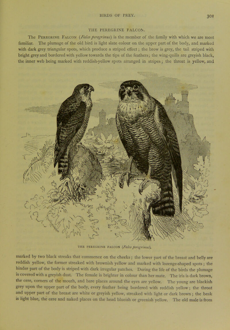 THE PEREGRINE FALCON. The Peregrine Falcon (Falcoperegrinns) is the member of the family with which we are most familiar. The plumage of the old bird is light slate colour on the upper part of the body, and marked with dark grey triangular spots, which produce a striped effect; the brow is grey, the tail striped with bright grey and bordered with yellow towards the tips of the feathers; the wing-quills are greyish black, the inner web being marked with reddish-yellow spots arranged in stripes; the throat is yellow, and THE PEREGRINE FALCON {Falco peregrinus). marked by two black streaks that commence on the cheeks; the lower part of the breast and belly are reddish yellow, the former streaked with brownish yellow and marked with lozenge-shaped spots; the hinder part of the body is striped with dark irregular patches. During the life of the birds the plumage is covered with a greyish dust. The female is brighter in colour than her mate. The iris is dark brown, the cere, corners of the mouth, and bare places around the eyes are yellow. The young are blackish grey upon the upper part of the body, every feather being bordered with reddish yellow; the throat and upper part of the breast are white or greyish yellow, streaked with light or dark brown; the beak is light blue, the cere and naked places on the head blueish or greenish yellow. The old male is from
