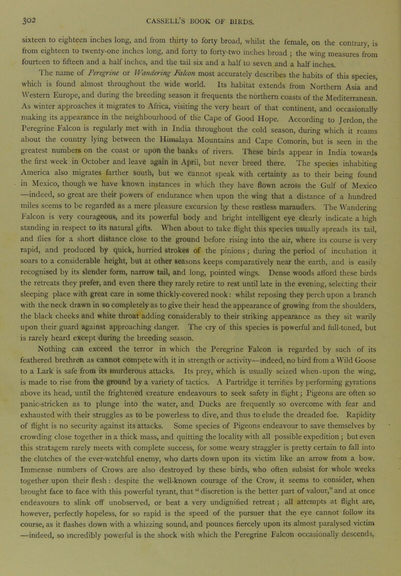 sixteen to eighteen inches long, and from thirty to forty broad, whilst the female, on the contrary, is from eighteen to twenty-one inches long, and forty to forty-two inches broad ; the wing measures from fourteen to fifteen and a half inches, and the tail six and a half to seven and a half inches. The name of Peregrine or Wandering Falcon most accurately describes the habits of this species, which is found almost throughout the wide world. Its habitat extends from Northern Asia and Western Europe, and during the breeding season it frequents the northern coasts of the Mediterranean. As winter approaches it migrates to Africa, visiting the very heart of that continent, and occasionally making its appearance in the neighbourhood of the Cape of Good Hope. According to Jerdon, the Peregrine Falcon is regularly met with in India throughout the cold season, during which it roams about the country lying between the Himalaya Mountains and Cape Comorin, but is seen in the gi eatest numbers on the coast or upon the banks of rivers. I hese birds appear in India towards the first week in October and leave again in April, but never breed there. The species inhabiting America also migrates farther south, but we cannot speak with certainty as to their being found in Mexico, though we have known instances in which they have flown across the Gulf of Mexico —indeed, so great are their powders of endurance when upon the wing that a distance of a hundred miles seems to be regarded as a mere pleasure excursion by these restless marauders. The Wandering k alcon is very courageous, and its powerful body and bright intelligent eye clearly indicate a high standing in respect to its natural gifts. When about to take flight this species usually spreads its tail, and flies for a short distance close to the ground before rising into the air, where its course is very rapid, and produced by quick, hurried strokes of the pinions; during the period of incubation it soars to a considerable height, but at other seasons keeps comparatively near the earth, and is easily recognised by its slender form, narrow tail, and long, pointed wings. Dense woods afford these birds the retreats they prefer, and even there they rarely retire to rest until late in the evening, selecting their sleeping place with great care in some thickly-covered nook: whilst reposing they perch upon a branch with the neck drawn in so completely as to give their head the appearance of growing from the shoulders, the black cheeks and white throat adding considerably to their striking appearance as they sit ^varily upon their guard against approaching danger. The cry of this species is powerful and full-toned, but is rarely heard except during the breeding season. Nothing can exceed the terror in which the Peregrine Falcon is regarded by such of its feathered brethren as cannot compete with it in strength or activity—indeed, no bird from a Wild Goose to a Lark is safe from its murderous attacks. Its prey, which is usually seized when upon the wing, is made to rise from the ground by a variety of tactics. A Partridge it terrifies by performing gyrations above its head, until the frightened creature endeavours to seek safety in flight; Pigeons are often so panic-stricken as to plunge into the water, and Ducks are frequently so overcome with fear and exhausted with their struggles as to be powerless to dive, and thus to elude the dreaded foe. Rapidity of flight is no security against its attacks. Some species of Pigeons endeavour to save themselves by crowding close together in a thick mass, and quitting the locality with all possible expedition ; but even this stratagem rarely meets with complete success, for some weary straggler is pretty certain to fall into the clutches of the ever-watchful enemy, who darts down upon its victim like an arrow from a bow. Immense numbers of Crows are also destroyed by these birds, who often subsist for whole weeks together upon their flesh: despite the well-known courage of the Crow, it seems to consider, when brought face to face with this powerful tyrant, that “ discretion is the better part of valour,” and at once endeavours to slink off unobserved, or beat a very undignified retreat; all attempts at flight are, however, perfectly hopeless, for so rapid is the speed of the pursuer that the eye cannot follow its course, as it flashes down with a whizzing sound, and pounces fiercely upon its almost paralysed victim —indeed, so incredibly powerful is the shock with which the Peregrine Falcon occasionally descends,