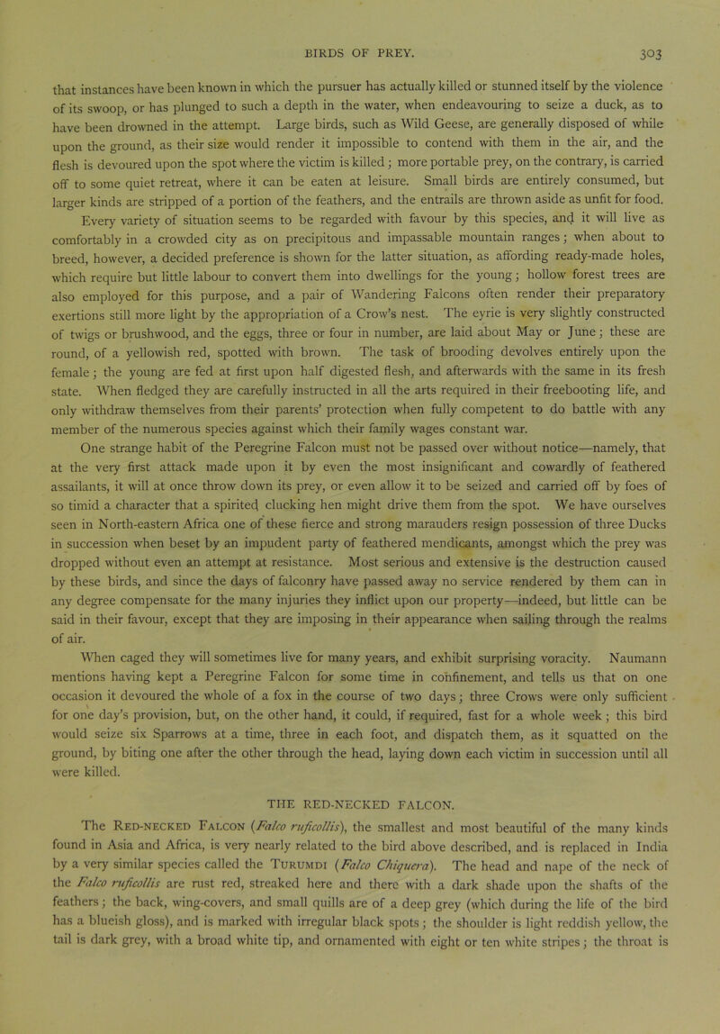 that instances have been known in which the pursuer has actually killed or stunned itself by the violence of its swoop, or has plunged to such a depth in the Avater, when endeavouring to seize a duck, as to have been drowned in the attempt. Large birds, such as Wild Geese, are generally disposed of Avhile upon the ground, as their size would render it impossible to contend with them in the air, and the flesh is devoured upon the spot where the victim is killed; more portable prey, on the contrary, is carried ofif to some quiet retreat, where it can be eaten at leisure. Small birds are entirely consumed, but larger kinds are stripped of a portion of the feathers, and the entrails are throAvn aside as unfit for food. Every A'ariety of situation seems to be regarded with favour by this species, and it will live as comfortably in a croA\rded city as on precipitous and impassable mountain ranges; when about to breed, however, a decided preference is shoAvn for the latter situation, as affording ready-made holes, Avhich require but little labour to convert them into dwellings for the young; hollow forest trees are also employed for this purpose, and a pair of Wandering Falcons often render their preparatory exertions still more light by the appropriation of a Ctoav’s nest. The eyrie is very slightly constructed of tAvigs or brushAvood, and the eggs, three or four in number, are laid about May or June; these are round, of a yelloAvish red, spotted with broAvn. The task of brooding devolves entirely upon the female; the young are fed at first upon half digested flesh, and aftenvards Avith the same in its fresh state. When fledged they are carefully instructed in all the arts required in their freebooting life, and only Avithdraw themselves from their parents’ protection when fully competent to do battle Avith any member of the numerous species against Avhich their family Avages constant Avar. One strange habit of the Peregrine Falcon must not be passed over Avithout notice—namely, that at the very first attack made upon it by even the most insignificant and coAvardly of feathered assailants, it will at once throAv doAvn its prey, or even alloAv it to be seized and carried off by foes of so timid a character that a spirited clucking hen might drive them from the spot. We have ourselves seen in North-eastern Africa one of these fierce and strong marauders resign possession of three Ducks in succession Avhen beset by an impudent party of feathered mendicants, amongst Avhich the prey Avas dropped Avithout even an attempt at resistance. Most serious and extensive is the destruction caused by these birds, and since the days of falconry have passed aAvay no service rendered by them can in any degree compensate for the many injuries they inflict upon our property—indeed, but little can be said in their favour, except that they are imposing in their appearance Avhen sailing through the realms of air. When caged they will sometimes live for many years, and exhibit surprising voracity. Naumann mentions having kept a Peregrine Falcon for some time in confinement, and tells us that on one occasion it devoured the Avhole of a fox in the course of two days; three CroAVS Avere only sufficient for one day’s provision, but, on the other hand, it could, if required, fast for a Avhole Aveek; this bird Avould seize six Sparrows at a time, three in each foot, and dispatch them, as it squatted on the ground, by biting one after the other through the head, laying doAvn each victim in succession until all Avere killed. THE RED-NECKED FALCON. The Red-necked Falcon (Falco ruficollis), the smallest and most beautiful of the many kinds found in Asia and Africa, is very nearly related to the bird above described, and is replaced in India by a very similar species called the Turumdi {Falco Chiquera). The head and nape of the neck of the Falco ruficollis are rust red, streaked here and there Avith a dark shade upon the shafts of the feathers; the back, Aving-covers, and small quills are of a deep grey (which during the life of the bird has a blueish gloss), and is marked Avith irregular black spots; the shoulder is light reddish yelloAv, the tail is dark grey, Avith a broad white tip, and ornamented with eight or ten white stripes; the throat is