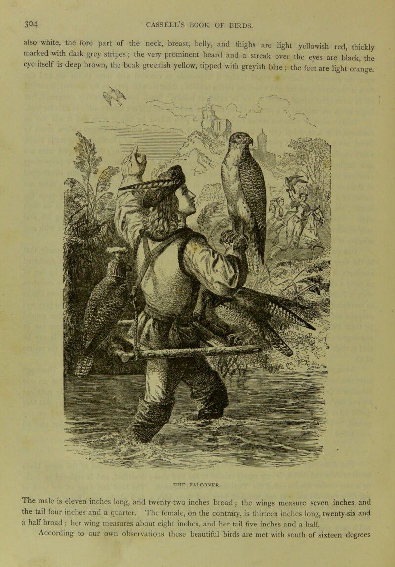 also white, the fore part of the neck, breast, belly, and thighs are light yellowish red, thickly marked with dark grey stripes; the very prominent beard and a streak over the eyes are black, the eye itself is deep brown, the beak greenish yellow, tipped with greyish blue; the feet are light orange. THE FALCONER. The male is eleven inches long, and twenty-two inches broad; the wings measure seven inches, and the tail four inches and a quarter. The female, on the contrary, is thirteen inches long, twenty-six and a half broad; her wing measures about eight inches, and her tail five inches and a half. According to our own observations these beautiful birds are met with south of sixteen degrees