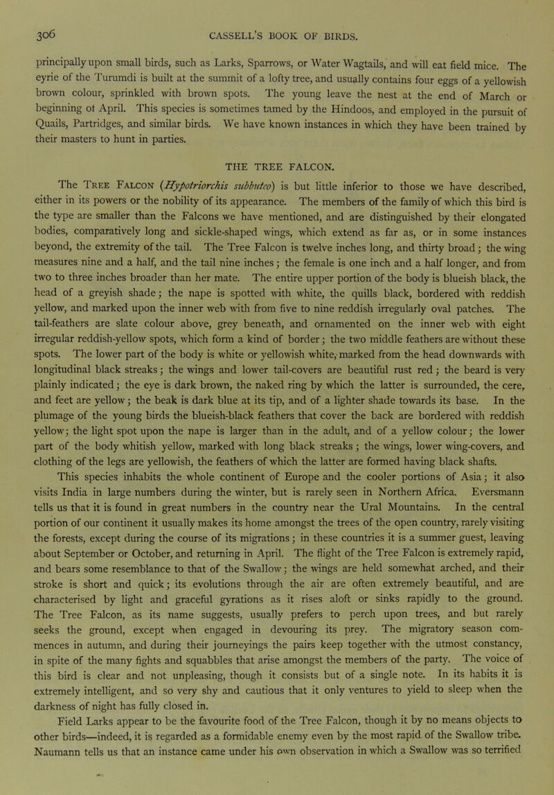 principally upon small birds, such as Larks, Sparrows, or Water Wagtails, and will eat field mice. The eyrie of the Turumdi is built at the summit of a lofty tree, and usually contains four eggs of a yellowish brown colour, sprinkled with brown spots. The young leave the nest at the end of March or beginning oi April. This species is sometimes tamed by the Hindoos, and employed in the pursuit of Quails, Partridges, and similar birds. We have known instances in which they have been trained by their masters to hunt in parties. THE TREE FALCON. The Tree Falcon (Hypotriorchis subbutco) is but little inferior to those we have described, either in its powers or the nobility of its appearance. The members of the family of which this bird is the type are smaller than the Falcons we have mentioned, and are distinguished by their elongated bodies, comparatively long and sickle-shaped wings, which extend as far as, or in some instances beyond, the extremity of the tail. The Tree Falcon is twelve inches long, and thirty broad; the wing measures nine and a half, and the tail nine inches; the female is one inch and a half longer, and from two to three inches broader than her mate. The entire upper portion of the body is blueish black, the head of a greyish shade; the nape is spotted with white, the quills black, bordered with reddish yellow, and marked upon the inner web with from five to nine reddish irregularly oval patches. The tail-feathers are slate colour above, grey beneath, and ornamented on the inner web with eight irregular reddish-yellow spots, which form a kind of border; the two middle feathers are without these spots. The lower part of the body is white or yellowish white, marked from the head downwards with longitudinal black streaks; the wings and lower tail-covers are beautiful rust red; the beard is very plainly indicated; the eye is dark brown, the naked ring by which the latter is surrounded, the cere, and feet are yellow; the beak is dark blue at its tip, and of a lighter shade towards its base. In the plumage of the young birds the blueish-black feathers that cover the back are bordered with reddish yellow; the light spot upon the nape is larger than in the adult, and of a yellow colour; the lower part of the body whitish yellow, marked with long black streaks ; the wings, lower wing-covers, and clothing of the legs are yellowish, the feathers of which the latter are formed having black shafts. This species inhabits the whole continent of Europe and the cooler portions of Asia; it also visits India in large numbers during the winter, but is rarely seen in Northern Africa. Eversmann tells us that it is found in great numbers in the country near the Ural Mountains. In the central portion of our continent it usually makes its home amongst the trees of the open country, rarely visiting the forests, except during the course of its migrations; in these countries it is a summer guest, leaving about September or October, and returning in April. The flight of the Tree Falcon is extremely rapid, and bears some resemblance to that of the Swallow; the wings are held somewhat arched, and their stroke is short and quick; its evolutions through the air are often extremely beautiful, and are characterised by light and graceful gyrations as it rises aloft or sinks rapidly to the ground. The Tree Falcon, as its name suggests, usually prefers to perch upon trees, and but rarely seeks the ground, except when engaged in devouring its prey. The migratory season com- mences in autumn, and during their journeyings the pairs keep together with the utmost constancy, in spite of the many fights and squabbles that arise amongst the members of the party. The voice of this bird is clear and not unpleasing, though it consists but of a single note. In its habits it is extremely intelligent, and so very shy and cautious that it only ventures to yield to sleep when the darkness of night has fully closed in. Field Larks appear to be the favourite food of the Tree Falcon, though it by no means objects to other birds—indeed, it is regarded as a formidable enemy even by the most rapid of the Swallow tribe. Naumann tells us that an instance came under his own observation in which a Swallow was so terrified