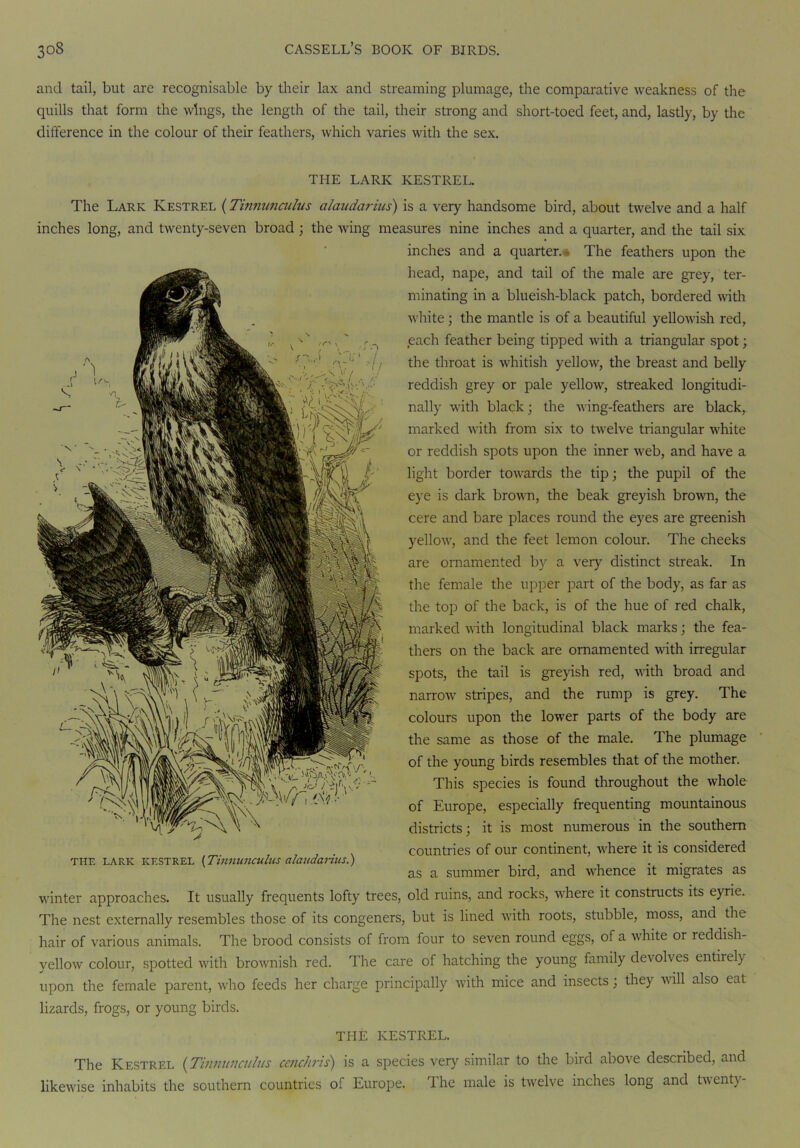 and tail, but are recognisable by their lax and streaming plumage, the comparative weakness of the quills that form the wings, the length of the tail, their strong and short-toed feet, and, lastly, by the difference in the colour of their feathers, which varies with the sex. THE LARK KESTREL. The Lark Kestrel (Tinnunculus alaudarius) is a very handsome bird, about twelve and a half inches long, and twenty-seven broad ; the wing measures nine inches and a quarter, and the tail six inches and a quarter.* The feathers upon the head, nape, and tail of the male are grey, ter- minating in a blueish-black patch, bordered with white; the mantle is of a beautiful yellowish red, each feather being tipped with a triangular spot; the throat is whitish yellow, the breast and belly reddish grey or pale yellow, streaked longitudi- nally with black; the wing-feathers are black, marked with from six to twelve triangular white or reddish spots upon the inner web, and have a light border towards the tip; the pupil of the eye is dark brown, the beak greyish brown, the cere and bare places round the eyes are greenish yellow, and the feet lemon colour. The cheeks are ornamented by a very distinct streak. In the female the upper part of the body, as far as the top of the back, is of the hue of red chalk, marked with longitudinal black marks; the fea- thers on the back are ornamented with irregular spots, the tail is greyish red, with broad and narrow stripes, and the rump is grey. The colours upon the lower parts of the body are the same as those of the male. The plumage of the young birds resembles that of the mother. This species is found throughout the whole of Europe, especially frequenting mountainous districts; it is most numerous in the southern countries of our continent, where it is considered as a summer bird, and whence it migrates as winter approaches. It usually frequents lofty trees, old ruins, and rocks, where it constructs its eyrie. The nest externally resembles those of its congeners, but is lined with roots, stubble, moss, and the hair of various animals. The brood consists of from four to seven round eggs, of a white or reddish- yellow colour, spotted with brownish red. The care of hatching the young family devolves entirel) upon the female parent, who feeds her charge principally with mice and insects; they will also eat lizards, frogs, or young birds. THE KESTREL. The Kestrel (Tinnunculus cenchris) is a species very similar to the bird above described, and likewise inhabits the southern countries of Europe. The male is twelve inches long and twenty- the lark KESTREL (Tinnunculus alaudarius.)