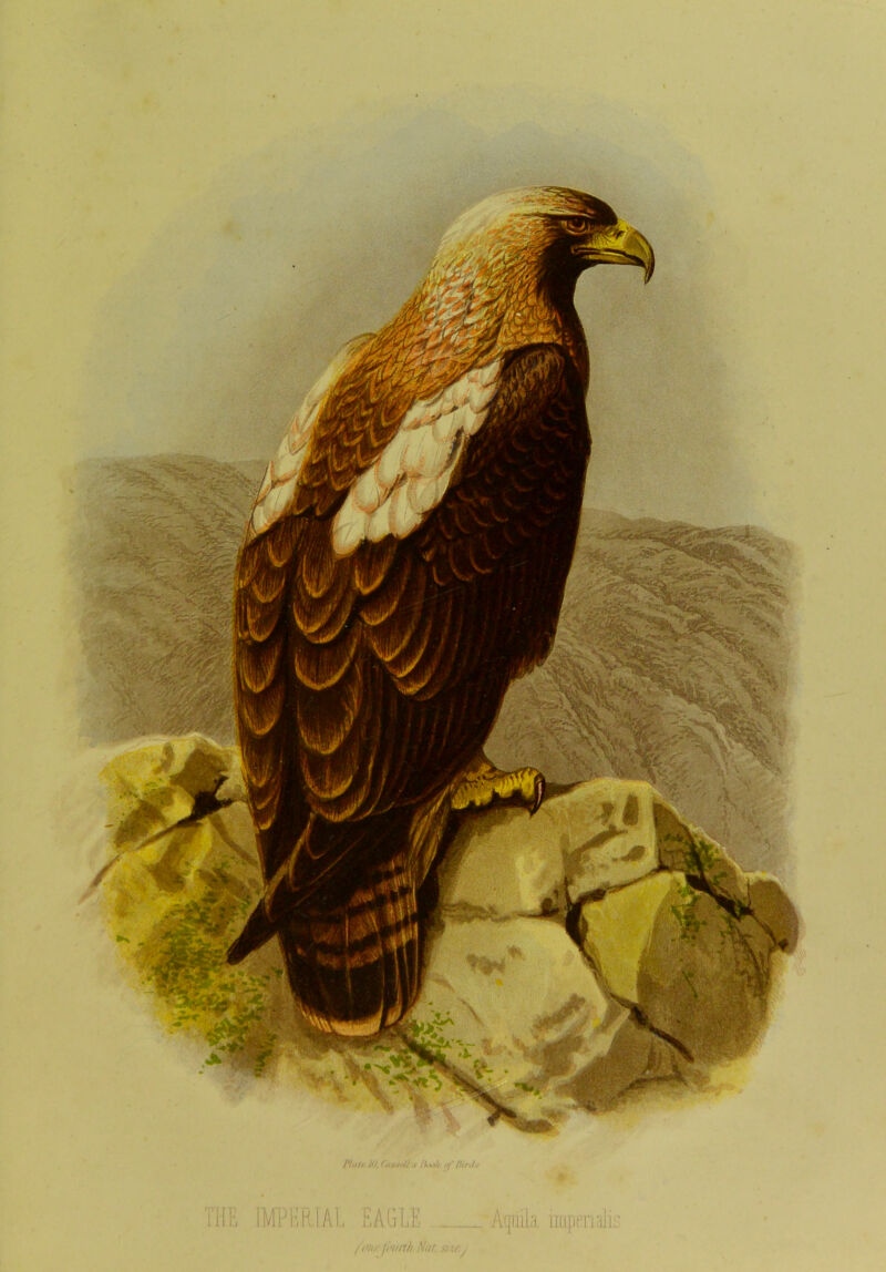 HE IMPERIAL EAGLE (mu'fourth Nii, imperials 1‘l.ltr 111, r.lK.sdl.v .//' ’’v-