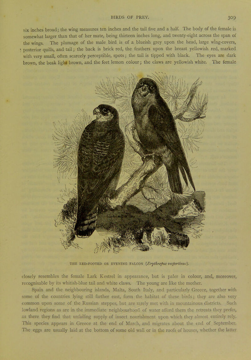 six inches broad; the wing measures ten inches and the tail five and a half. The body of the female is somewhat larger than that of her mate, being thirteen inches long, and twenty-eight across the span of the wings. The plumage of the male bird is of a blueish grey upon the head, large wing-covers, posterior quills, and tail; the back is brick red, the feathers upon the breast yellowish red, marked with very small, often scarcely perceptible, spots; the tail is tipped with black. The eyes are dark brown, the beak light brown, and the feet lemon colour; the claws are yellowish white. The female THE RED-FOOTED or EVENING FALCON {Erythropus vesperlinus). closely resembles the female Lark Kestrel in appearance, but is paler in colour, and, moreover, recognisable by its whitish-blue tail and white claws. The young are like the mother. Spain and the neighbouring islands, Malta, South Italy, and particularly Greece, together with some of the countries lying still farther east, form the habitat of these birds; they arc also very common upon some of the Russian steppes, but are rarely met with in mountainous districts. Such lowland regions as are in the immediate neighbourhood of water afford them the retreats they prefer, as there they find that unfailing supply of insect nourishment upon which they almost entirely rely. This species appears in Greece at the end of March, and migrates about the end of September. The eggs are usually laid at the bottom of some old wall or in the roofs of houses, whether the latter
