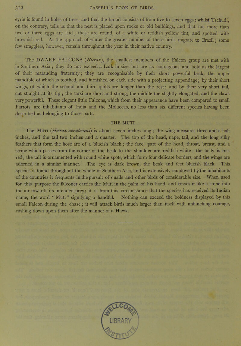 eyrie is found in holes of trees, and that the brood consists of from five to seven eggs; whilst Tschudi, on the contrary, tells us that the nest is placed upon rocks or old buildings, and that not more than two or three eggs are laid ; these are round, of a white or reddish yellow tint, and spotted with brownish red. At the approach of winter the greater number of these birds migrate to Brazil; some few stragglers, however, remain throughout the year in their native country. The DWARF FALCONS (Hiercix), the smallest members of the Falcon group are met with in Southern Asia ; they do not exceed a Lark in size, but are as courageous and bold as the largest of their marauding fraternity; they are recognisable by their short powerful beak, the upper mandible of which is toothed, and furnished on each side with a projecting appendage; by their short wings, of which the second and third quills are longer than the rest; and by their very short tail, cut straight at its tip ; the tarsi are short and strong, the middle toe slightly elongated, and the claws very powerful. These elegant little Falcons, which from their appearance have been compared to small Parrots, are inhabitants of India and the Moluccas, no less than six different species having been described as belonging to those parts. THE MUTI. The Muti (Hierax ccerulescens) is about seven inches long; the wing measures three and a half inches, and the tail two inches and a quarter. The top of the head, nape, tail, and the long silky feathers that form the hose are of a blueish black; the face, part of the head, throat, breast, and a stripe which passes from the corner of the beak to the shoulder are reddish white; the belly is rust red; the tail is ornamented with round white spots, which form four delicate borders, and the wings are adorned in a similar manner. The eye is dark brown, the beak and feet blueish black. This species is found throughout the whole of Southern Asia, and is extensively employed by the inhabitants of the countries it frequents in the pursuit of quails and other birds of considerable size. When used for this purpose the falconer carries the Muti in the palm of his hand, and tosses it like a stone into the air towards its intended prey; it is from this circumstance that the species has received its Indian name, the word “ Muti ” signifying a handful. Nothing can exceed the boldness displayed by this small Falcon during the chase; it will attack birds much larger than itself with unflinching courage, rushing down upon them after the manner of a Hawk.