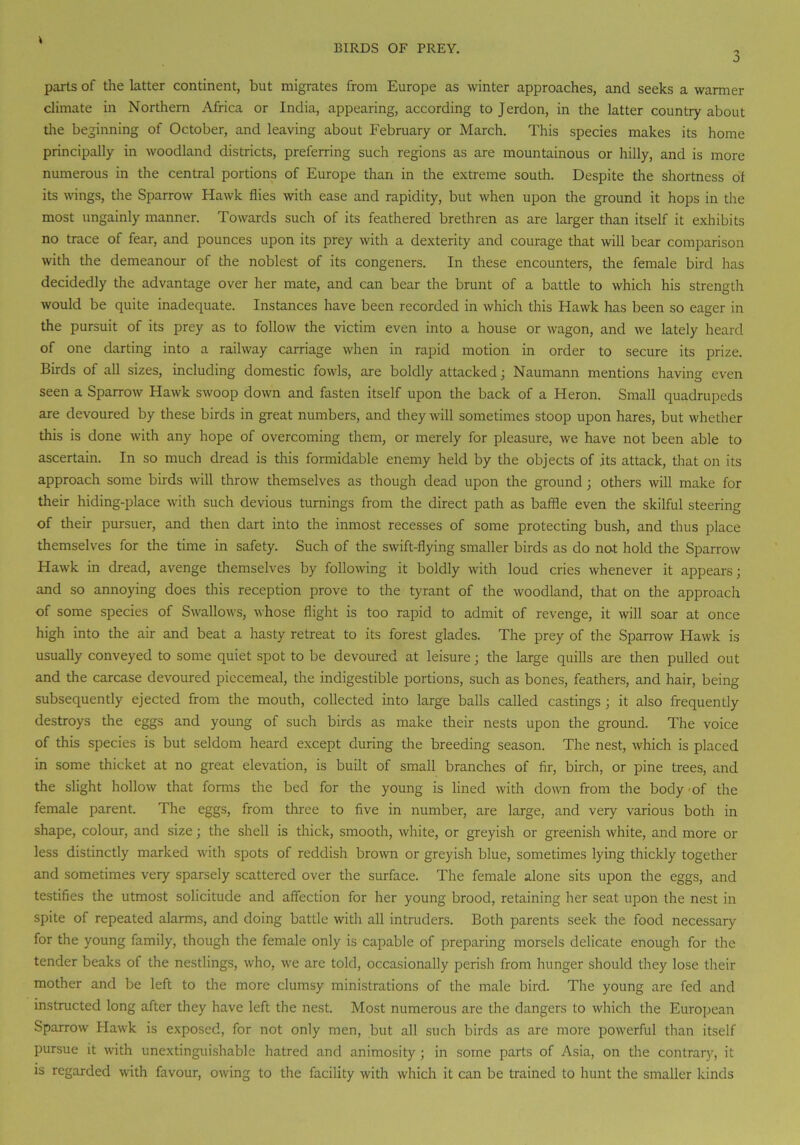 J \ parts of the latter continent, but migrates from Europe as winter approaches, and seeks a warmer climate in Northern Africa or India, appearing, according to Jerdon, in the latter country about the beginning of October, and leaving about February or March. This species makes its home principally in woodland districts, preferring such regions as are mountainous or hilly, and is more numerous in the central portions of Europe than in the extreme south. Despite the shortness of its wings, the Sparrow Hawk flies with ease and rapidity, but when upon the ground it hops in the most ungainly manner. Towards such of its feathered brethren as are larger than itself it exhibits no trace of fear, and pounces upon its prey with a dexterity and courage that will bear comparison with the demeanour of the noblest of its congeners. In these encounters, the female bird has decidedly the advantage over her mate, and can bear the brunt of a battle to which his strength would be quite inadequate. Instances have been recorded in which this Hawk has been so eager in the pursuit of its prey as to follow the victim even into a house or wagon, and we lately heard of one darting into a railway carriage when in rapid motion in order to secure its prize. Birds of all sizes, including domestic fowls, are boldly attacked; Naumann mentions having even seen a Sparrow Hawk swoop down and fasten itself upon the back of a Heron. Small quadrupeds are devoured by these birds in great numbers, and they will sometimes stoop upon hares, but whether this is done with any hope of overcoming them, or merely for pleasure, we have not been able to ascertain. In so much dread is this formidable enemy held by the objects of its attack, that on its approach some birds will throw themselves as though dead upon the ground ; others will make for their hiding-place with such devious turnings from the direct path as baffle even the skilful steering of their pursuer, and then dart into the inmost recesses of some protecting bush, and thus place themselves for the time in safety. Such of the swift-flying smaller birds as do not hold the Sparrow Hawk in dread, avenge themselves by following it boldly with loud cries whenever it appears; and so annoying does this reception prove to the tyrant of the woodland, that on the approach of some species of Swallows, whose flight is too rapid to admit of revenge, it will soar at once high into the air and beat a hasty retreat to its forest glades. The prey of the Sparrow Hawk is usually conveyed to some quiet spot to be devoured at leisure; the large quills are then pulled out and the carcase devoured piecemeal, the indigestible portions, such as bones, feathers, and hair, being subsequently ejected from the mouth, collected into large balls called castings ; it also frequently destroys the eggs and young of such birds as make their nests upon the ground. The voice of this species is but seldom heard except during the breeding season. The nest, which is placed in some thicket at no great elevation, is built of small branches of fir, birch, or pine trees, and the slight hollow that forms the bed for the young is lined with down from the body of the female parent. The eggs, from three to five in number, are large, and very various both in shape, colour, and size; the shell is thick, smooth, white, or greyish or greenish white, and more or less distinctly marked with spots of reddish brown or greyish blue, sometimes lying thickly together and sometimes very sparsely scattered over the surface. The female alone sits upon the eggs, and testifies the utmost solicitude and affection for her young brood, retaining her seat upon the nest in spite of repeated alarms, and doing battle with all intruders. Both parents seek the food necessary for the young family, though the female only is capable of preparing morsels delicate enough for the tender beaks of the nestlings, who, we are told, occasionally perish from hunger should they lose their mother and be left to the more clumsy ministrations of the male bird. The young are fed and instructed long after they have left the nest. Most numerous are the dangers to which the European Sparrow Hawk is exposed, for not only men, but all such birds as are more powerful than itself pursue it with unextinguishable hatred and animosity; in some parts of Asia, on the contrary, it is regarded with favour, owing to the facility with which it can be trained to hunt the smaller kinds