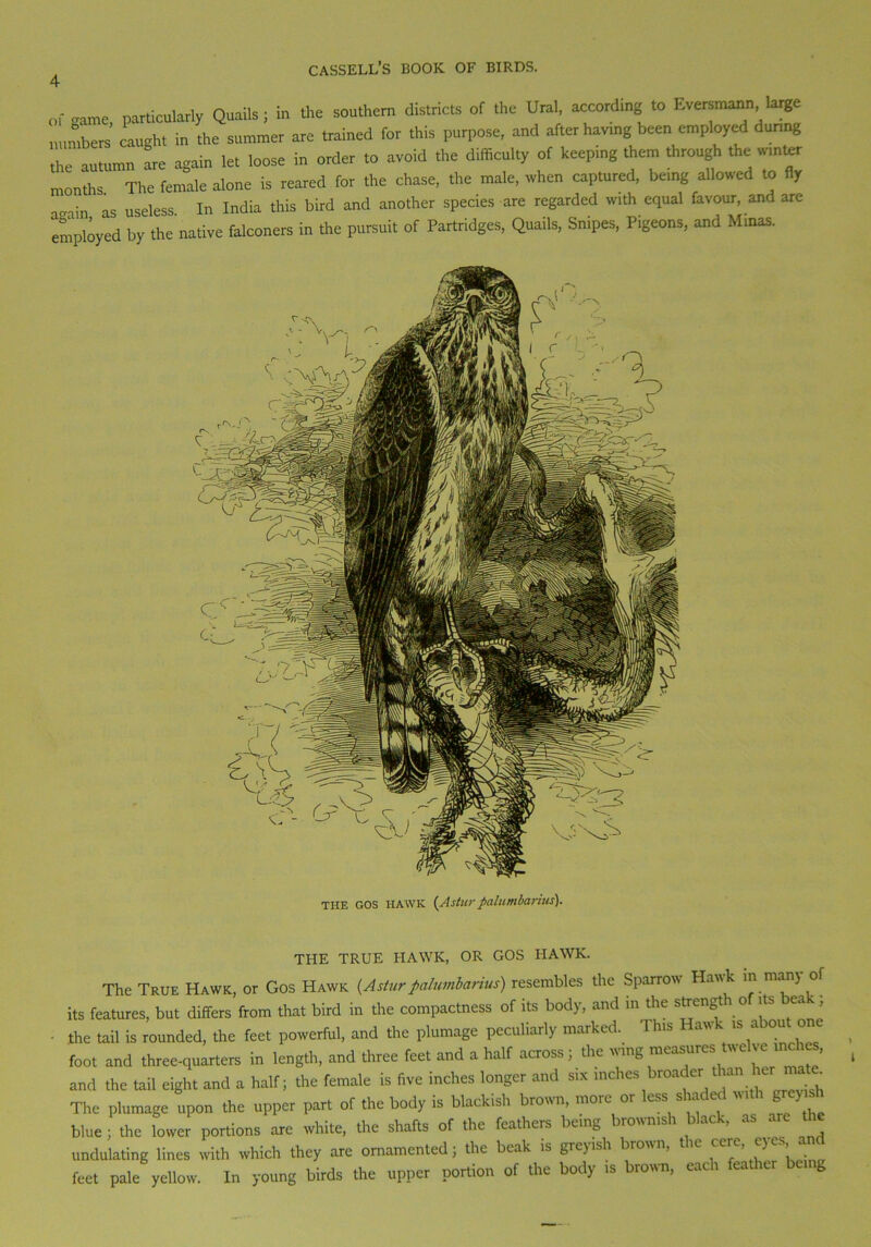of tame particularly Quails; in the southern districts of the Ural, according to I-.versmann large numbers' caught in the summer are trained for this purpose, and after having been employed during the autumn are again let loose in order to avoid the difficulty of keeping them through the- winter months The female alone is reared for the chase, the male, when captured, being allowed to fly ■ as useless. I„ India this bird and another species are regarded with equal favour, and are employed by the native falconers in the pursuit of Partridges, Quails, Snipes, Pigeons, and Minas. THE GOS HAWK (Astur palumbarius). THE TRUE HAWK, OR GOS HAWK. The True Hawk, or Gos Hawk {Astur palumbarius) resembles the Sparrow Haw k m man) of its features, but differs from that bird in the compactness of its body, and ill the sttengt 0 its ea , the tail is rounded, the feet powerful, and the plumage peculiarly marked. This Hawk is about o foot and three-quarters in length, and three feet and a half across; the wing measures twelve inches, and the tail eight and a half; the female is five inches longer and six inches broader than le r. The plumage upon the upper part of the body is blackish brown, more or less shaded with gre, blue ; the lower portions are white, the shafts of the feathers being brownish black, as the undulating lines with which they are ornamented; the beak is greyish brown, the cere, eyes, and feet pale yellow. In young birds the upper portion of the body is brown, each feather being
