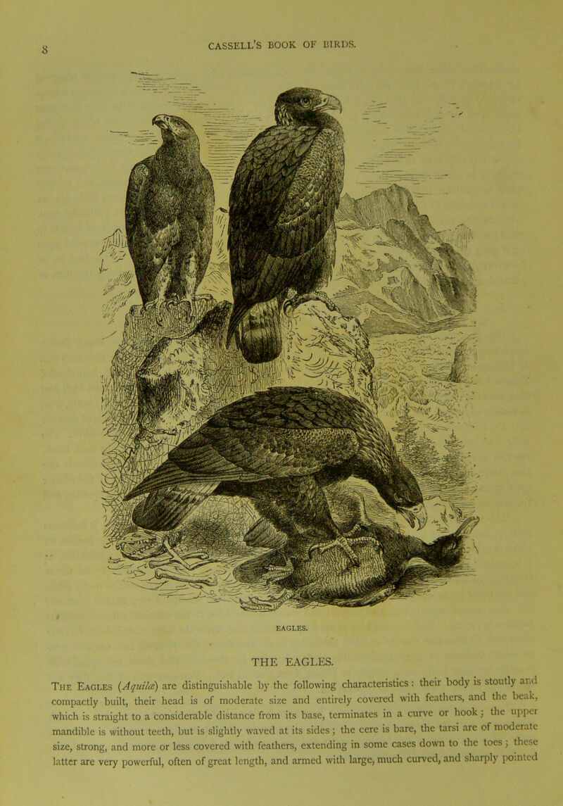 EAGLES. THE EAGLES. The Eagles (Aqui/ce) are distinguishable by the following characteristics: their body is stoutly and compactly built, their head is of moderate size and entirely covered with feathers, and the beak, which is straight to a considerable distance from its base, terminates in a curve or hook; the upper mandible is without teeth, but is slightly waved at its sides; the cere is bare, the tarsi are of moderate size, strong, and more or less covered with feathers, extending in some cases down to the toes, these latter are very powerful, often of great length, and armed with large, much curved, and sharply pointed