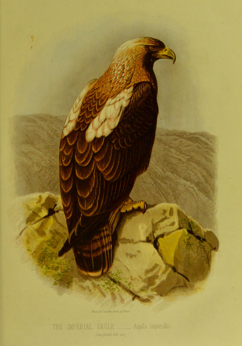 Plots III, • ./ajsI/'.v lit*>k of' Pitrtl.« THE IMPERIAL EAGLE _ Aqaila mpenalis /wu faurtJi Aw/, sixty