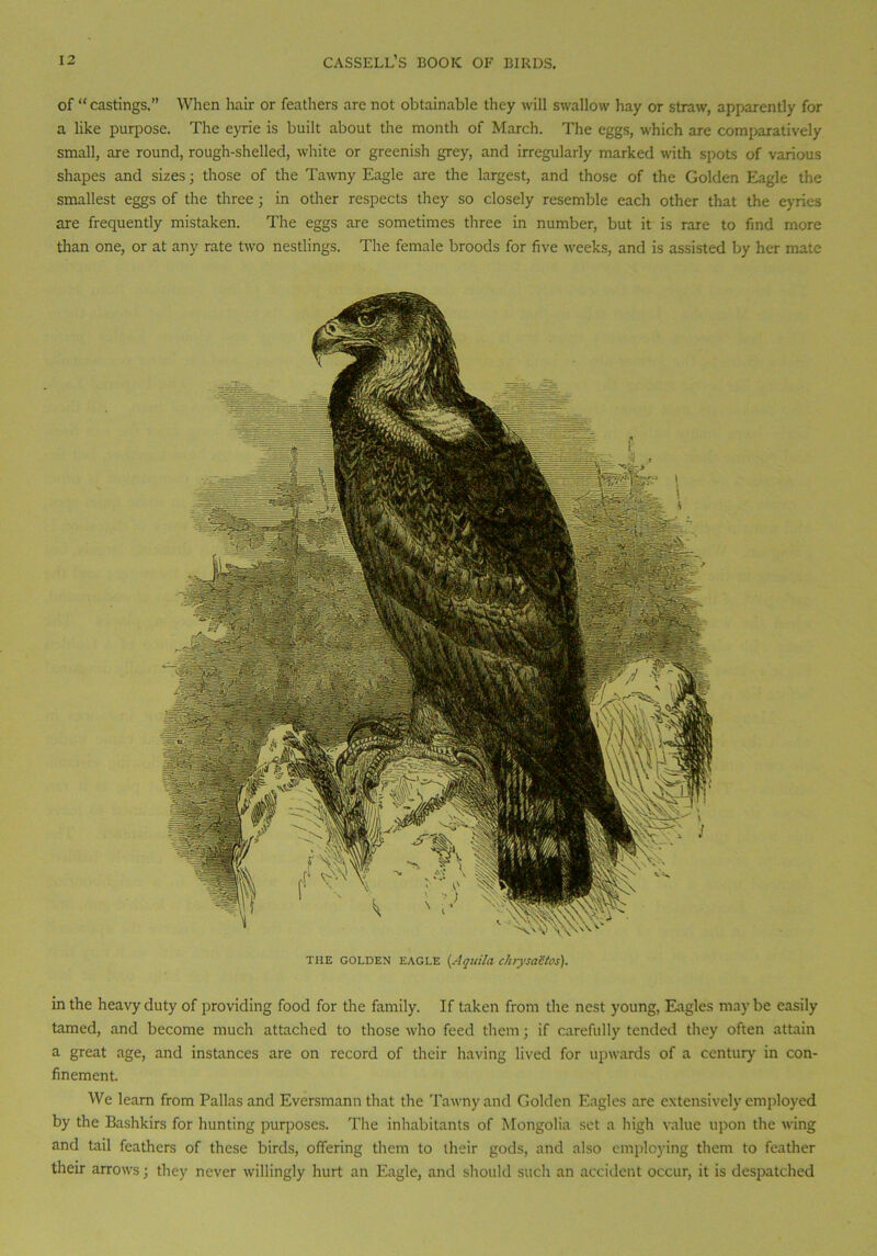 of “ castings.” When hair or feathers are not obtainable they will swallow hay or straw, apparently for a like purpose. The eyrie is built about the month of March. The eggs, which are comparatively small, are round, rough-shelled, white or greenish grey, and irregularly marked with spots of various shapes and sizes; those of the Tawny Eagle are the largest, and those of the Golden Eagle the smallest eggs of the three; in other respects they so closely resemble each other that the eyries are frequently mistaken. The eggs are sometimes three in number, but it is rare to find more than one, or at any rate two nestlings. The female broods for five weeks, and is assisted by her mate THE GOLDEN EAGLE (Aguild cluysa&tos). in the heavy duty of providing food for the family. If taken from the nest young, Eagles may be easily tamed, and become much attached to those who feed them • if carefully tended they often attain a great age, and instances are on record of their having lived for upwards of a century in con- finement. We learn from Pallas and Eversmann that the Tawny and Golden Eagles are extensively employed by the Bashkirs for hunting purposes. The inhabitants of Mongolia set a high value upon the wing and tail feathers of these birds, offering them to their gods, and also employing them to feather their arrows; they never willingly hurt an Eagle, and should such an accident occur, it is despatched