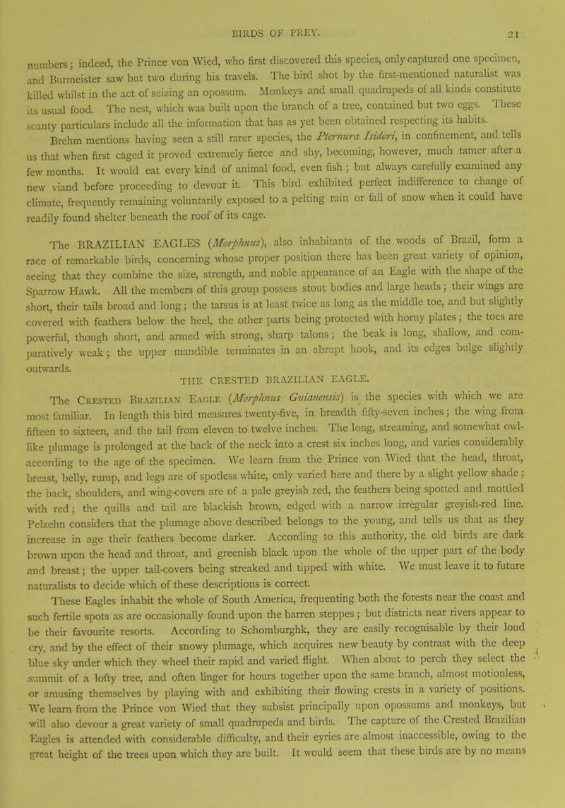numbers; indeed, the Prince von Wied, who first discovered this species, only captured one specimen, and Burmeister saw but two during his travels. The bird shot by the first-mentioned naturalist was killed whilst in the act of seizing an opossum. Monkeys and small quadrupeds of all kinds constitute its usual food. The nest, which was built upon the branch of a tree, contained but two eggs. These scanty particulars include all the information that has as yet been obtained respecting its habits. Brehm mentions having seen a still rarer species, the Pternura Isidori, in confinement, and tells us that when first caged it proved extremely fierce and shy, becoming, however, much tamer after a few months. It would eat every kind of animal food, even fish ; but always carefully examined any new viand before proceeding to devour it. This bird exhibited perfect indifference to change of climate, frequently remaining voluntarily exposed to a pelting rain or fall of snow when it could have readily found shelter beneath the roof of its cage. The BRAZILIAN EAGLES (.Morphnus), also inhabitants of the woods of Brazil, form a race of remarkable birds, concerning whose proper position there has been great variety of opinion, seeing that they combine the size, strength, and noble appearance of an Eagle with the shape of the Sparrow Hawk. All the members of this group possess stout bodies and large heads ; theii wings are short, their tails broad and long; the tarsus is at least twice as long as the middle toe, and but slightly covered with feathers below the heel, the other parts being protected with horny plates; the toes are powerful, though short, and armed with strong, sharp talons; the beak is long, shallow, and com- paratively weak; the upper mandible terminates in an abrupt hook, and its edges bulge slightly outwards. THE CRESTED BRAZILIAN EAGLE. The Crested Brazilian Eagle (Movphnus Guicvicnsis) is the species with wnich ive are most familiar. In length this bird measures twenty-five, in breadth fifty-seven inches; the wing from fifteen to sixteen, and the tail from eleven to twelve inches. The long, streaming, and somewhat owl- like plumage is prolonged at the back of the neck into a crest six inches long, and varies considerably according to the age of the specimen. We learn from the Prince von Wied that the head, throat, breast, belly, rump, and legs are of spotless white, only varied here and there by a slight yellow shade; the back, shoulders, and wing-covers are of a pale greyish red, the feathers being spotted and mottled with red; the quills and tail are blackish brown, edged with a narrow irregular greyish-red line. Pelzehn considers that the plumage above described belongs to the young, and tells us that as they increase in age their feathers become darker. According to this authority, the old biids are dark brown upon the head and throat, and greenish black upon the whole of the upper part of the body and breast; the upper tail-covers being streaked and tipped with white. We must leave it to future naturalists to decide which of these descriptions is correct. These Eagles inhabit the whole of South America, frequenting both the forests near the coast and such fertile spots as are occasionally found upon the barren steppes; but districts near riveis appear to be their favourite resorts. According to Schomburghk, they are easily recognisable by their loud cry, and by the effect of their snowy plumage, which acquires new beauty by contrast with the deep blue sky under which they wheel their rapid and varied flight. When about to perch they select the summit of a lofty tree, and often linger for hours together upon the same branch, almost motionless, or amusing themselves by playing with and exhibiting their flowing crests in a variety of positions. We learn from the Prince von Wied that they subsist principally upon opossums and monkeys, but will also devour a great variety of small quadrupeds and birds. The capture of the Ciested Brazilian Eagles is attended with considerable difficulty, and their eyries are almost inaccessible, owing to the great height of the trees upon which they are built. It would seem that these birds are by no means