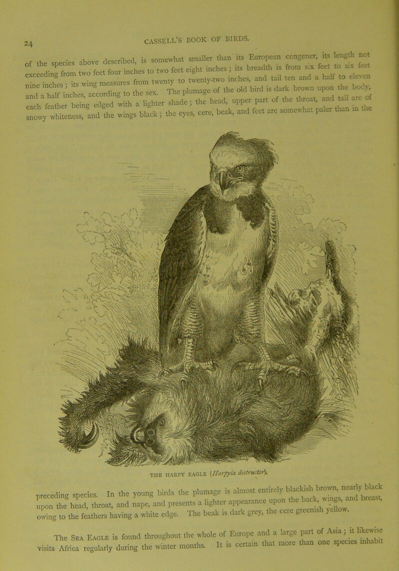 of the species above described, is somewhat smaller than its European congener its length not eLeeding from two feet four inches to two fee, eight inches ; its breadth » from «, nine inches • its wing measures from twenty to twenty-two inches, and tail ten and a half to eh nine inches., » The plumage of the old bird is dark brown upon the body, ^^Sg' dged lith a lighter shade ; the head, upper par, of the throat, and tail am of snowy whiteness, and‘the wings black ; the eyes, cere, beak, and feet are somewhat paler than preceding species. In the young birds the plumage ,s almost entirely b ack, ^>™. n > upon the head, throat, and nape, and presents a lighter appearance upon the bx*and owing to the feathers having a white edge. The beak is dark grey, the cere green,sh yellow. The Sea Eagle is found throughout the whole of Europe and a large part of Asia; it like™ visits Africa regularly during the winter months. It is certain that more than one spectes mhabit