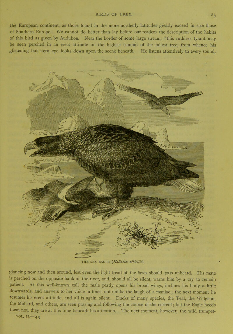 the European continent, as those found in the more northerly latitudes greatly exceed in size those of Southern Europe. We cannot do better than lay before our readers the description of the habits of this bird as given by Audubon. Near the border of some large stream, “this ruthless tyrant may be seen perched in an erect attitude on the highest summit of the tallest tree, from whence his glistening but stern eye looks down upon the scene beneath. He listens attentively to every sound, THE SEA EAGLE {Ilaliaitos albiciUa). glancing now and then around, lest even the light tread of the fawn should pass unheard. His mate is perched on the opposite bank of the river, and, should all be silent, warns him by a cry to remain patient. At this well-known call the male partly opens his broad wings, inclines his body a little downwards, and answers to her voice in tones not unlike the laugh of a maniac; the next moment he resumes his erect attitude, and all is again silent. Ducks of many species, the Teal, the Widgeon, the Mallard, and others, are seen passing and following the course of the current; but the Eagle heeds them not, they are at this time beneath his attention. The next moment, however, the wild trumpet- vol. 11.—43