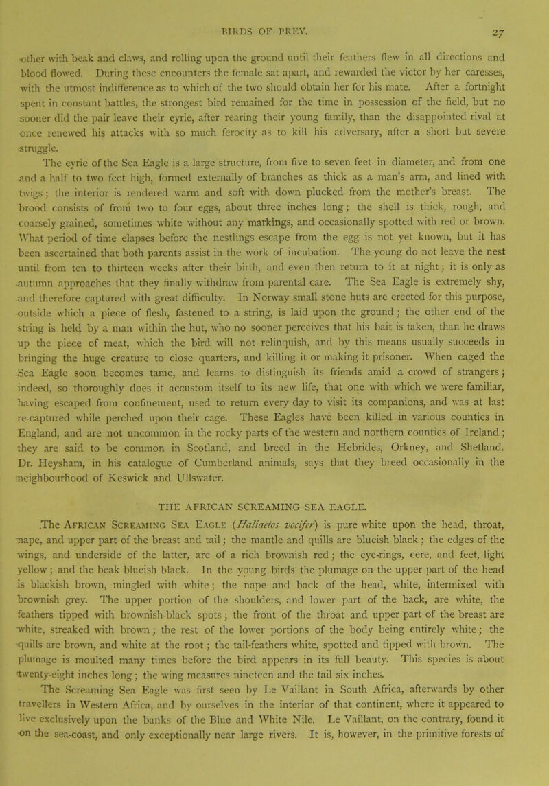 ■ether with beak and claws, and rolling upon the ground until their feathers flew in all directions and blood flowed. During these encounters the female sat apart, and rewarded the victor by her caresses, with the utmost indifference as to which of the two should obtain her for his mate. After a fortnight spent in constant battles, the strongest bird remained for the time in possession of the field, but no sooner did the pair leave their eyrie, after rearing their young family, than the disappointed rival at once renewed his attacks with so much ferocity as to kill his adversary, after a short but severe struggle. The eyrie of the Sea Eagle is a large structure, from five to seven feet in diameter, and from one and a half to two feet high, formed externally of branches as thick as a man’s arm, and lined with twigs; the interior is rendered warm and soft with down plucked from the mother’s breast. The brood consists of from two to four eggs, about three inches long; the shell is thick, rough, and coarsely grained, sometimes white without any markings, and occasionally spotted with red or brown. What period of time elapses before the nestlings escape from the egg is not yet known, but it has been ascertained that both parents assist in the work of incubation. The young do not leave the nest until from ten to thirteen weeks after their birth, and even then return to it at night; it is only as .autumn approaches that they finally withdraw from parental care. The Sea Eagle is extremely shy, and therefore captured with great difficulty. In Norway small stone huts are erected for this purpose, outside which a piece of flesh, fastened to a string, is laid upon the ground ; the other end of the string is held by a man within the hut, who no sooner perceives that his bait is taken, than he draws up the piece of meat, which the bird will not relinquish, and by this means usually succeeds in bringing the huge creature to close quarters, and killing it or making it prisoner. When caged the Sea Eagle soon becomes tame, and learns to distinguish its friends amid a crowd of strangers; indeed, so thoroughly does it accustom itself to its new life, that one with which we were familiar, having escaped from confinement, used to return every day to visit its companions, and was at last re-captured while perched upon their cage. These Eagles have been killed in various counties in England, and are not uncommon in the rocky parts of the western and northern counties of Ireland; they are said to be common in Scotland, and breed in the Hebrides, Orkney, and Shetland. Dr. Heysham, in his catalogue of Cumberland animals, says that they breed occasionally in the neighbourhood of Keswick and Ullswater. THE AFRICAN SCREAMING SEA EAGLE. The African Screaming Sea Eagle (Halia'etos vocifer) is pure white upon the head, throat, nape, and upper part of the breast and tail; the mantle and quills are blueish black; the edges of the wings, and underside of the latter, are of a rich brownish red; the eye-rings, cere, and feet, light yellow; and the beak blueish black. In the young birds the plumage on the upper part of the head is blackish brown, mingled with white; the nape and back of the head, white, intermixed with brownish grey. The upper portion of the shoulders, and lower part of the back, are white, the feathers tipped with brownish-black spots; the front of the throat and upper part of the breast are white, streaked with brown; the rest of the lower portions of the body being entirely white; the quills are brown, and white at the root; the tail-feathers white, spotted and tipped with brown. The plumage is moulted many times before the bird appears in its full beauty. This species is about twenty-eight inches long; the wing measures nineteen and the tail six inches. The Screaming Sea Eagle was first seen by Le Vaillant in South Africa, afterwards by other travellers in Western Africa, and by ourselves in the interior of that continent, where it appeared to live exclusively upon the banks of the Blue and White Nile. Le Vaillant, on the contrary, found it on the sea-coast, and only exceptionally near large rivers. It is, however, in the primitive forests of