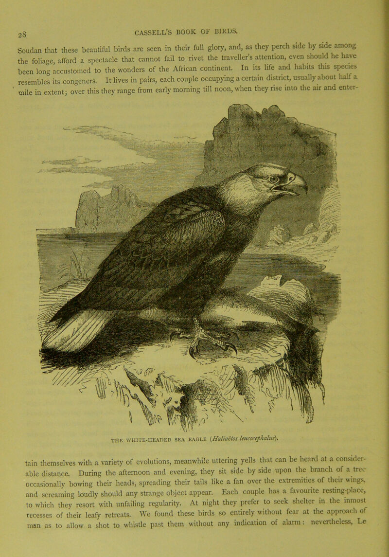 2S Soudan that these beautiful birds are seen in their full glory, and, as they perch side by side among the foliage afford a spectacle that cannot fail to rivet the traveller’s attention, even should he have been long accustomed to the wonders of the African continent. In its life and habits this species resembles its congeners. It lives in pairs, each couple occupying a certain district, usually about half a mile in extent; over this they range from early morning till noon, when they rise into the air and enter- TIIE WHITE-HEADED SEA EAGLE {Halia'clOS IctlCOCCphalus). tain themselves with a variety of evolutions, meanwhile uttering yells that can be heard at a consider- able distance. During the afternoon and evening, they sit side by side upon the branch of a tree occasionally bowing their heads, spreading their tails like a fan over the extremities of their wings, and screaming loudly should any strange object appear. Each couple has a favourite resting-place, to which they resort with unfailing regularity. At night they prefer to seek shelter in the inmost recesses of their leafy retreats. We found these birds so entirely without fear at the approach of man as to allow a shot to whistle past them without any indication of alarm: nevertheless, Le