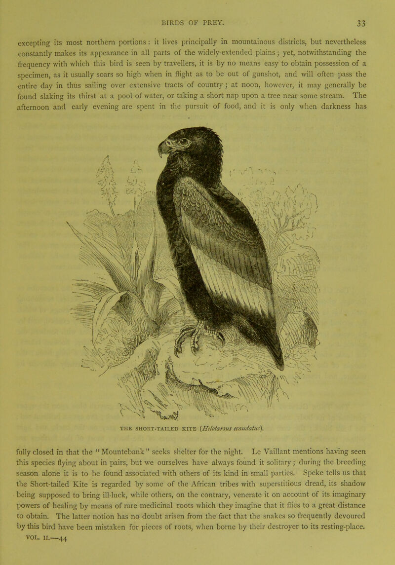 excepting its most northern portions : it lives principally in mountainous districts, but nevertheless constantly makes its appearance in all parts of the widely-extended plains; yet, notwithstanding the frequency with which this bird is seen by travellers, it is by no means easy to obtain possession of a specimen, as it usually soars so high when in flight as to be out of gunshot, and will often pass the entire day in thus sailing over extensive tracts of country ; at noon, however, it may generally be found slaking its thirst at a pool of water, or taking a short nap upon a tree near some stream. The afternoon and early evening are spent in the pursuit of food, and it is only when darkness has THE shout-tailed kite {Hclotarsns ecaudatiis). fully closed in that the “ Mountebank ” seeks shelter for the night. Le Vaillant mentions having seen this species flying about in pairs, but we ourselves have always found it solitary; during the breeding season alone it is to be found associated with others of its kind in small parties. Speke tells us that the Short-tailed Kite is regarded by some of the African tribes with superstitious dread, its shadow being supposed to bring ill-luck, while others, on the contrary, venerate it on account of its imaginary powers of healing by means of rare medicinal roots which they imagine that it flies to a great distance to obtain. The latter notion has no doubt arisen from the fact that the snakes so frequently devoured by this bird have been mistaken for pieces of roots, when borne by their destroyer to its resting-place. vol. ii.—44