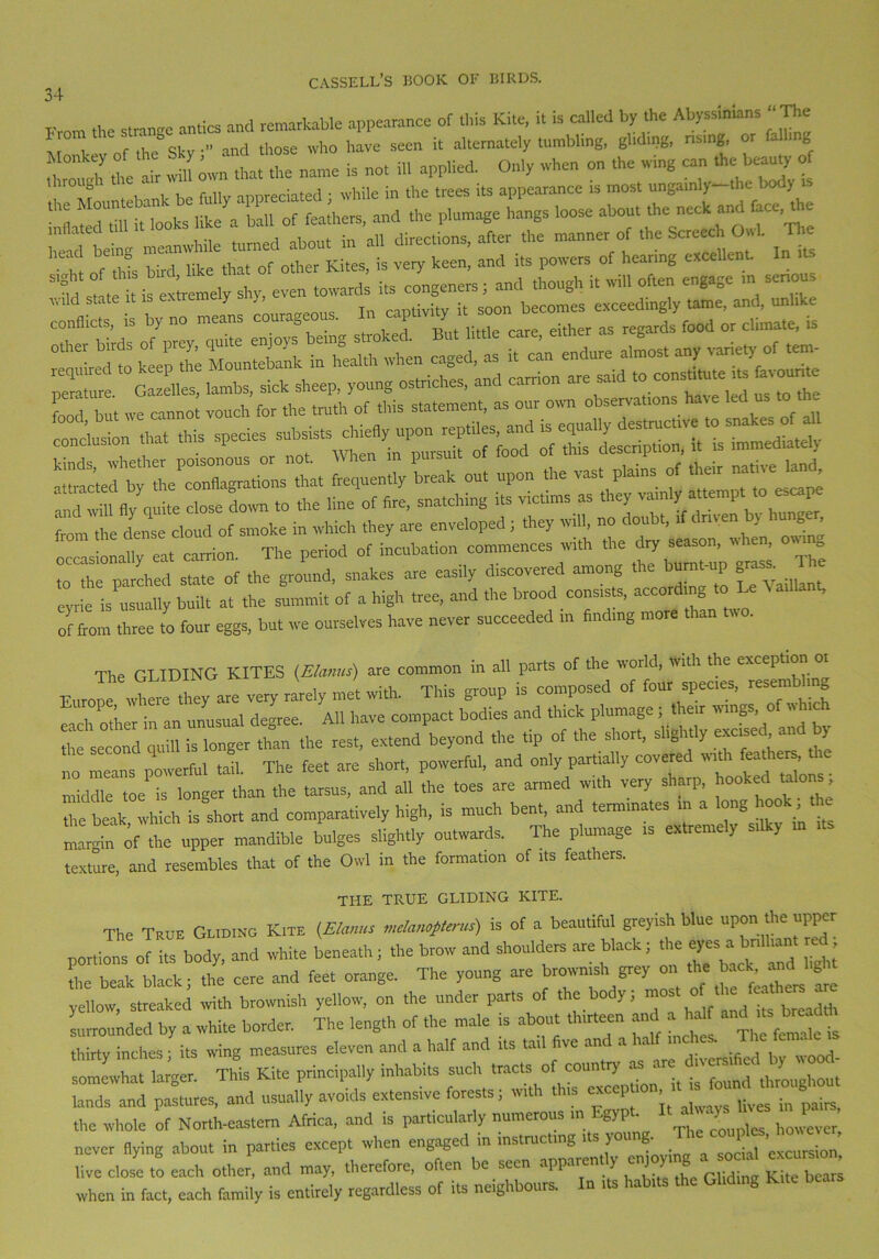 From the strange antics and remarkable appearance of this K.te, rt ,s called by the Aby ss,ntans The I on the st see„ it alternately tumbling, gliding, nsmg, or falling Monkey of the Shy , Mt ffl appUed. Only when on the wing can the beauty of end beina meanwhile turned about in all directions, after the manner of the Scre«b Owl The 7 c J l like that of other Kites, is very keen, and its powers of hearing excellent In its Idst . iiseXemely shy, even towards its congeners; and though it will often engage in senous Wild state it is extremely y, clDtivitv it soon becomes exceedingly tame, and, unlike conflicts, is by no means courageous. In czpwy it^ soo b —==r^-^t=SEs“t to the parched state of the ground, snakes are easfly discovered among the bumt-up g . eyrie is usually built at the summit of a high tree, and the brood consists, according to Le t, of from three to four eggs, but we ourselves have never succeeded m finding more than . The GLIDING KITES (Elanus) are common in all parts of the world, with the exception ot EuJewLere theyare very rarely me. with. This group is composed of four species, resen,bhng each other in an unusual degree. All have compact bodies and thick phmrage i™f S’ °  * the second quill is longer than the rest, extend beyond the tip of the short, slightly excised, an, y no means powerful tail. The feet are short, powerful, and only part,ally covered with feathers, LX me ringer than the tarsus, and all the toes are armed with very sharp, hooked talo s the beak which is short and comparatively high, is much bent, and terminates in a long hook, “fte Ler mandible bilges slightly outwards. The plumage is extremely silky in its texture, and resembles that of the Owl in the formation of its feathers. THE TRUE GLIDING KITE. The True Grid,no Kite (Elams mclanyterus) is of a beautiful greyish blue upon the upper portions of its body, and white beneath; the brow and shoulders are black; the ^ » “ [ [ die beak black; the cere and feet orange. The young are brownish gre' ' <*>“4j g yellow, streaked with brownish yellow, on the under parts of the body; - «' breadth surrounded by a white border. The length of the male is about thirteen and a h and “£££ thirty inches ; its wing measures eleven and a half and its tad five and a half somewhat larger. This Kite principally inhabits such tracts of coun ry - ^ throl]gbout lands and pastures, and usually avoids extensive forests; with this ex 1 , the whole of North-eastern Africa, and is particularly numerous in Egypt never flying about in parties except when engaged in instructing its young. ^ live close to each other, and may, therefore, often be seen apparently on,joyinga ™d ex , when in fact, each family is entirely regardless of its neighbours. In its habits the Gliding Kite