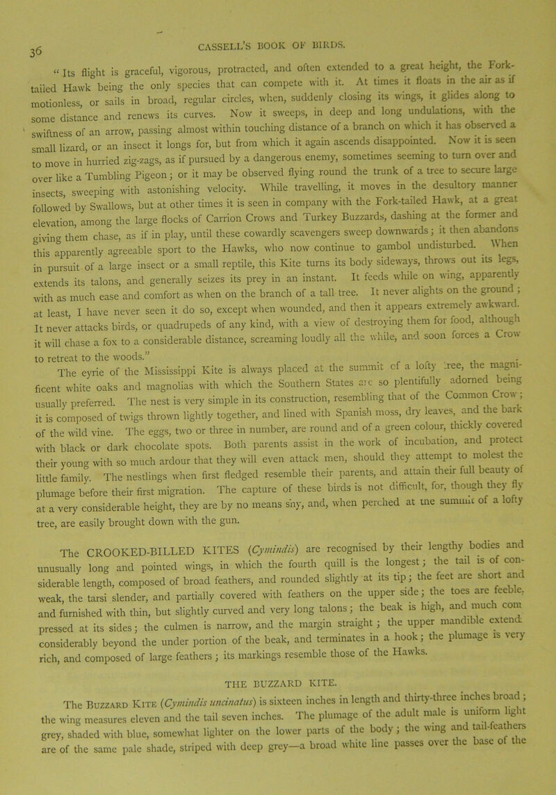 “Its flight is graceful, vigorous, protracted, and often extended to a great height, the Fork - taiied Hawk being the only species that can compete with it. At times it floats in the air as if motionless or sails in broad, regular circles, when, suddenly closing its wings, it glides along to some distance and renews its curves. Now it sweeps, in deep and long undulations, with the swiftness of an arrow, passing almost within touching distance of a branch on which it has observed a small lizard, or an insect it longs for, but from which it again ascends disappointed. Now it is seen to m0Ve in hurried zig-zags, as if pursued by a dangerous enemy, sometimes seeming to turn over and over like a Tumbling Pigeon; or it may be observed flying round the trunk of a tree to secure large insects, sweeping with astonishing velocity. While travelling, it moves in the desultory manner followed by Swallows, but at other times it is seen in company with the Fork-tailed Hawk, at a great elevation, among the large flocks of Carrion Crows and Turkey Buzzards, dashing at the former and ivmcr them chase, as if in play, until these cowardly scavengers sweep downwards; it then abandons this apparently agreeable sport to the Hawks, who now continue to gambol undisturbed. . W hen in pursuit of a large insect or a small reptile, this Kite turns its body sideways, throws out its legs, extends its talons, and generally seizes its prey in an instant. It feeds while on wing, apparently with as much ease and comfort as when on the branch of a tall tree. It never alights on the groun ; at least 1 have never seen it do so, except when wounded, and then it appears extreme]} av, k\\ ar< . it never attacks birds, or quadrupeds of any kind, with a view of destroying them for food, although it will chase a fox to a considerable distance, screaming loudly all the while, and soon lorces a Cron to retreat to the woods.” . . The eyrie of the Mississippi Kite is always placed at the summit cf a lofty .ree, the magni- ficent white oaks and magnolias with which the Southern States aic so plentifully adorned being usually preferred. The nest is very simple in its construction, resembling that of the Common Crow; it is composed of twigs thrown lightly together, and lined with Spanish moss, dry leaves, and the bark of the wild vine. The eggs, two or three in number, are round and of a green colour, thickly co\eretl with black or dark chocolate spots. Both parents assist in the work of incubation, and protect their young with so much ardour that they will even attack men, should they attempt to molest t ic little family. The nestlings when first fledged resemble their parents, and attain their full beauty of plumage before their first migration. The capture of these birds is not difficult, for, though they V at a very considerable height, they are by no means shy, and, when perched at me oimuuc of a lofty tree, are easily brought down with the gun. The CROOKED-BILLED KITES (Cymindis) are recognised by their lengthy bodies and unusually long and pointed wings, in which the fourth quill is the longest; the tail is of con- siderable length, composed of broad feathers, and rounded slightly at its tip; the feet are short am weak, the tarsi slender, and partially covered with feathers on the upper side; the toes are feeble, and furnished with thin, but slightly curved and very long talons; the beak is high, and much com pressed at its sides; the culmen is narrow, and the margin straight; the upper mandible extern considerably beyond the under portion of the beak, and terminates in a hook; the plumage is very rich, and composed of large feathers ; its markings resemble those of the Hawks. THE BUZZARD KITE. The Buzzard Kite (Cymindis uncinatus) is sixteen inches in length and thirty-three inches broad ; the wing measures eleven and the tail seven inches. The plumage of the adult male is uniform light grey, shaded with blue, somewhat lighter on the lower parts of the body ; the wing and tail-fea rers are of the same pale shade, striped with deep grey-a broad white line passes over the base of the