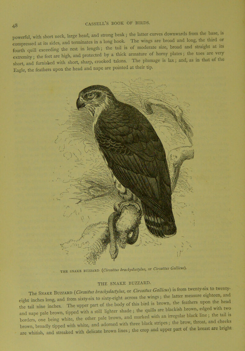 powerful with short neck, large head, and strong beak; the latter curves downwards from the base, is compressed at its sides, and terminates in a long hook. The wings are broad and long, the third or fourth quill exceeding the rest in length; the tail is of moderate size, broad and straight at its extremity • the feet are high, and protected by a thick armature of horny plates; the toes are very short, and furnished with short, sharp, crooked talons. The plumage is lax; and, as in that of the Eagle, the feathers upon the head and nape are pointed at their tip. the snake buzzard {Circactus brachydactylus, or Circactus Calhcus). THE SNAKE BUZZARD. The Snake Buzzard {Circactus brachydactylus, or Circactus Gallicus) is from twenty-six to twenty- eight^inches long, and from sixty-six ,o sixty-eigh, across the wings ; the latter measure erghteen, and Z tad nine i„Ls. The upper par, of the body of this bird is brown, the feathers upon the head and nape pale brown tipped with a still lighter shade ; the quills are blackish brown, edged with two borders one bein'- whit* the other pale brown, and marked with an irregular black lme; the tad is Wn broadly tipped with white, and adorned with three black stripes ; the brow throat, and cheeks are whitish, and streaked with delicate brown lines; the crop and upper part of the breast are brig