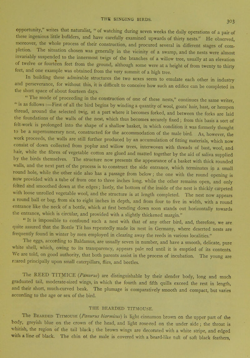303 opportunity, writes that naturalist, “ of watching during seven weeks the daily operations of a pair of these ingenious little builders, and have carefully examined upwards of thirty nests.” He observed, moreover, the whole process of their construction, and procured several in different stages of com- pletion. The situation chosen was generally in the vicinity of a swamp, and the nests were almost invariably suspended to the innermost twigs of the branches of a willow tree, usually at an elevation of twelve or fourteen feet from the ground, although some were at a height of from twenty to thirty feet, and one example was obtained from the very summit of a high tree. In building these admirable structures the two sexes seem to emulate each other in industry and perseverance, for without this, it is difficult to conceive how such an edifice can be completed in the short space of about fourteen days. “ The mode of proceeding in the construction of one of these nests,” continues the same writer, “ is as follows First of all the bird begins by winding a quantity of wool, goats’ hair, bast, or hempen thread, around the selected twig, at a part where it becomes forked, and between the forks are laid the foundations of the walls of the nest, which thus becomes securely fixed; from this basis a sort of felt-work is prolonged into the shape of a shallow basket, in which condition it was formerly thought to be a supernumerary nest, constructed for the accommodation of the male bird. As, however, the •work proceeds, the walls are still further produced by an accumulation of fitting materials, which now consist of down collected from poplar and willow trees, interwoven with threads of bast, wool, and hair, while the fibres of vegetable cotton are glued and matted together by the aid of saliva supplied by the birds themselves. The structure now presents the appearance of a basket with thick rounded walls, and the next part of the process is to construct the side entrance, which terminates in a small round hole, while the other side also has a passage from below; the one with the round opening is now provided with a tube of from one to three inches long, while the other remains open, and only felted and smoothed down at the edges; lastly, the bottom of the inside of the nest is thickly carpeted with loose unrolled vegetable wool, and the structure is at length completed. The nest now appears a round ball or bag, from six to eight inches in depth, and from four to five in width, with a round entrance like the neck of a bottle, which at first bending down soon stands out horizontally towards tue entrance, which is circular, and provided with a slightly thickened margin.” It is impossible to confound such a nest with that of any other bird, and, therefore, we are quite assured that the Bottle Tit has repeatedly made its nest in Germany, where deserted nests are frequently found in winter by men employed in clearing away the reeds in various localities.” The eggs, according to Baldamus, are usually seven in number, and have a smooth, delicate, pure white shell, which, owing to its transparency, appears pale red until it is emptied of its contents. T e are told, on good authority, that both parents assist in the process of incubation. The young are reared principally upon small caterpillars, flies, and beetles. I he REED TITMICE (Pamtrus) are distinguishable by their slender body, long and much graduated tail, moderate-sized wings, in which the fourth and fifth quills exceed the rest in length, and their short, much-curved beak. The plumage is comparatively smooth and compact, but varies according to the age or sex of the bird. THE BEARDED TITMOUSE. The Bearded Titmouse (Famines bianmcus) is light cinnamon brown on the upper part of the body, greyish blue on the crown of the head, and light rose-red on the under side ; the throat is whitish, the region of the tail black; the brown wings are decorated with a white stripe, and edged with a line of black. The chin of. the male is covered with a beard-like tuft of soft black feathers,