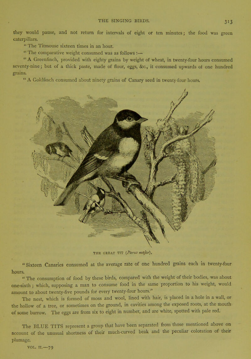 they would pause, and not return for intervals of eight or ten minutes; the food was green caterpillars. “ The Titmouse sixteen times in an hour. “ The comparative weight consumed was as follows :— “ A Greenfinch, provided with eighty grains by weight of wheat, in twenty-four hours consumed seventy-nine; but of a thick paste, made of flour, eggs, &c., it consumed upwards of one hundred grains. “ A Goldfinch consumed about ninety grains of Canary seed in twenty-four hours. the great TIT [Pams major). “ Sixteen Canaries consumed at the average rate of one hundred grains each in twenty-four hours. “ The consumption of food by these birds, compared with the weight of their bodies, was about one-sixth; which, supposing a man to consume food in the same proportion to his weight, would amount to about twenty-five pounds for every twenty-four hours.” The nest, which is formed of moss and wool, lined with hair, is placed in a hole in a wall, or the hollow of a tree, or sometimes on the ground, in cavities among the exposed roots, at the mouth of some burrow. The eggs are from six to eight in number, and are white, spotted with pale red. The BLUE TITS represent a group that have been separated from those mentioned above on account of the unusual shortness of their much-curvea beak and the peculiar coloration of their plumage. vol. 11.—79