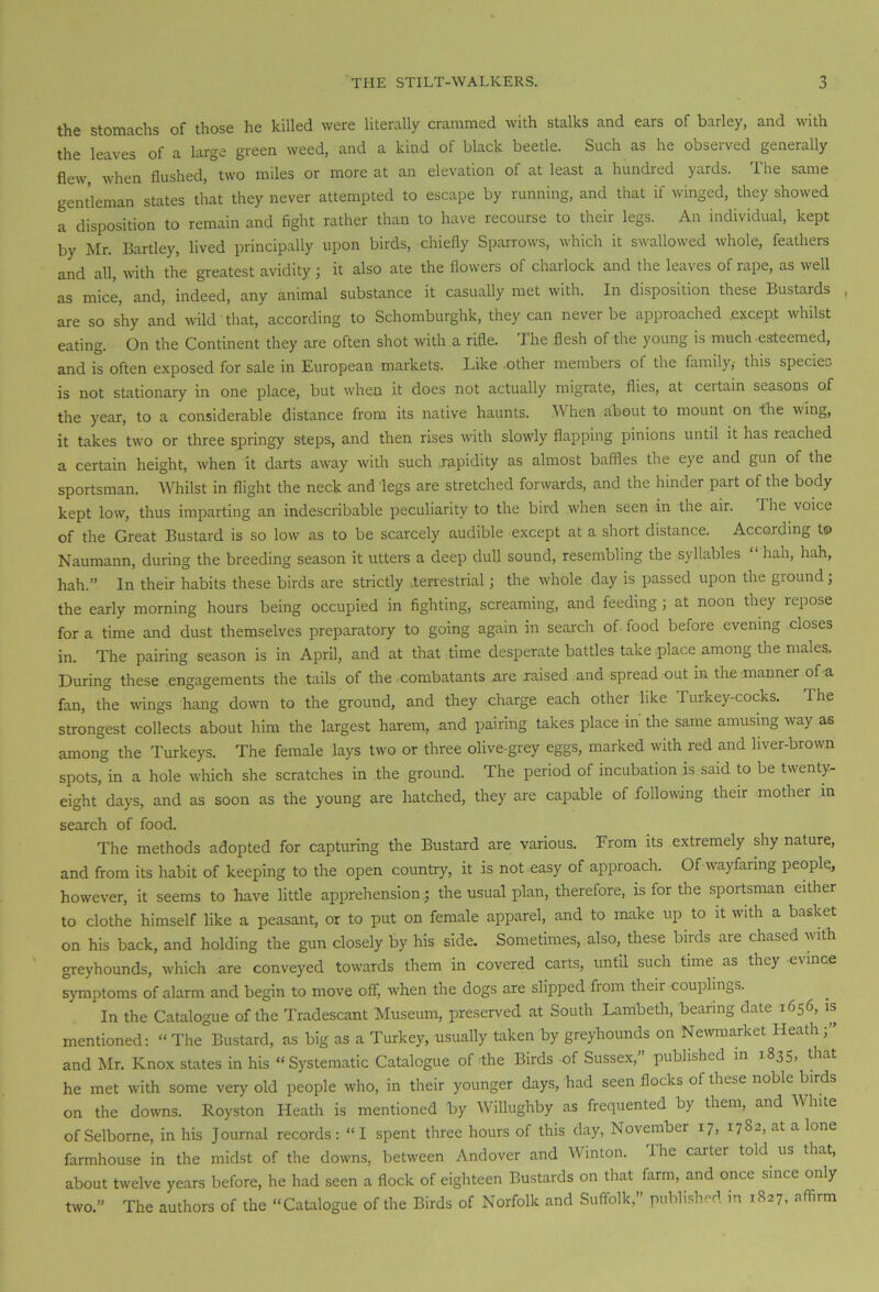 the stomachs of those he killed were literally crammed with stalks and ears of barley, and with the leaves of a large green weed, and a kind of black beetle. Such as he observed generally flew when flushed, two miles or more at an elevation of at least a hundred yards. The same gentleman states that they never attempted to escape by running, and that if winged, they showed a disposition to remain and fight rather than to have recourse to their legs. An individual, kept by Mr. Bartley, lived principally upon birds, chiefly Sparrows, which it swallowed whole, feathers and all, with the greatest avidity; it also ate the flowers of charlock and the leaves of rape, as well as mice, and, indeed, any animal substance it casually met with. In disposition these Bustards , are so shy and wild that, according to Schomburghk, they can never be approached .except whilst eating. On the Continent they are often shot with a rifle. The flesh of the young is much esteemed, and is often exposed for sale in European markets. Like other members of the family, this species is not stationary in one place, but when it does not actually migrate, flies, at ceitain seasons of the year, to a considerable distance from its native haunts. When about to mount on the wing, it takes two or three springy steps, and then rises with slowly flapping pinions until it has reached a certain height, when it darts away with such .rapidity as almost baffles the eye and gun of the sportsman. Whilst in flight the neck and legs are stretched forwards, and the hinder part of the body kept low, thus imparting an indescribable peculiarity to the bird when seen in the air. 1 he voice of the Great Bustard is so low as to be scarcely audible except at a short distance. According t© Naumann, during the breeding season it utters a deep dull sound, resembling the syllables ‘ hah, hah, hah.” In their habits these birds are strictly Terrestrial; the whole day is passed upon the ground; the early morning hours being occupied in fighting, screaming, and feeding ; at noon they repose for a time and dust themselves preparatory to going again in search of food before evening closes in. The pairing season is in April, and at that time desperate battles take place among the males. During these engagements the tails of the combatants are raised and spread out in the manner of a fan, the wings hang down to the ground, and they charge each other like Turkey-cocks. The strongest collects about him the largest harem, and pairing takes place in the same amusing way as among the Turkeys. The female lays two or three olive-grey eggs, marked with red and liver-brown spots, in a hole which she scratches in the ground. The period of incubation is said to be twenty- eight days, and as soon as the young are hatched, they are capable of following their mother in search of food. The methods adopted for capturing the Bustard are various. From its extremely shy nature, and from its habit of keeping to the open country, it is not easy of approach. Of wayfaring people, however, it seems to have little apprehension; the usual plan, therefore, is for the sportsman either to clothe himself like a peasant, or to put on female apparel, and to make up to it with a basket on his back, and holding the gun closely by his side. Sometimes, also, these birds are chased with greyhounds, which are conveyed towards them in covered carts, until such time as they evince symptoms of alarm and begin to move off, when the dogs are slipped from their couplings. In the Catalogue of the Tradescant Museum, preserved at South Lambeth, bearing date 1656, is mentioned: “ The Bustard, as big as a Turkey, usually taken by greyhounds on Newmarket Heath ; and Mr. Knox states in his “Systematic Catalogue of the Birds of Sussex, published in 1835, that he met with some very old people who, in their younger days, had seen flocks of these noble birds on the downs. Royston Heath is mentioned by Willughby as frequented by them, and M hite of Selborne, in his Journal records: “I spent three hours of this day, November 17, 1782, at a lone farmhouse in the midst of the downs, between Andover and Winton. The carter told us that, about twelve years before, he had seen a flock of eighteen Bustards on that farm, and once since only two.” The authors of the “Catalogue of the Birds of Norfolk and Suffolk,” published in 1827, affirm