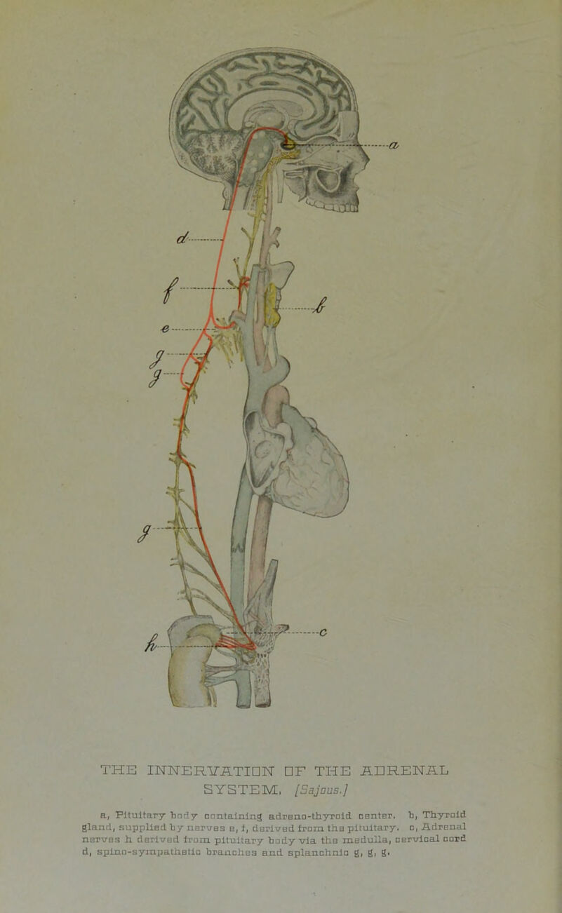 THE INNERITATIDN DF THE jFLERENAL SYSTEM, [Sajous.] a, Pituitary 'hady containing adreno-thyrold canter, Thyroid gland, supplied by nerves e, f, derived frcm the pituitary, c, Adrenal nerves h derived ircni pituitary body via the medulla, cervical cord d, splne-sympathetio branches and splanchnic g, g, S.