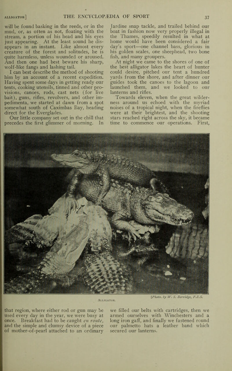 will be found basking in the reeds, or in the mud, or, as often as not, floating with the stream, a portion of his head and his eyes just appearing. At the least sound he dis- appears in an instant. Like almost every creature of the forest and solitudes, he is quite harmless, unless wounded or aroused. And then one had best beware his sharp, W'olf-like fangs and lashing tail. I can best describe the method of shooting him by an account of a recent expedition. Having spent some days in getting ready our tents, cooking utensils, tinned and other pro- visions, canoes, rods, cast nets (for live bait), guns, rifles, revolvers, and other im- pedimenta, we started at dawn from a spot somewhat south of Caximbas Bay, heading direct for the Everglades. Our little company set out in the chill that precedes the first glimmer of morning. In Jardine snap tackle, and trailed behind our boat in fashion now very properly illegal in the Thames, speedily resulted in what at home would have been considered a fair day’s sport—one channel bass, glorious in his golden scales, one sheephead, two bone fish, and many groupers. At night we came to the shores of one of the best alligator lakes the heart of hunter could desire, pitched our tent a hundred yards from the shore, and after dinner our guides took the canoes to the lagoon and launched them, and we looked to our lanterns and rifles. Towards eleven, when the great wilder- ness around us echoed with the myriad noises of a tropical night, when the fireflies were at their brightest, and the shooting stars reached right across the sky, it became time to commence our operations. First, [Photo, by IV. S. Berridge, F.Z.S. Alligator. that region, where either rod or gun may be used every day in the year, we were busy at once. Breakfast had to be caught en route, and the simple and clumsy device of a piece of mother-of-pearl attached to an ordinary we filled our belts with cartridges, then we armed ourselves with Winchesters and a long iron gaff, and finally we fastened round our palmetto hats a leather band which secured our lanterns.
