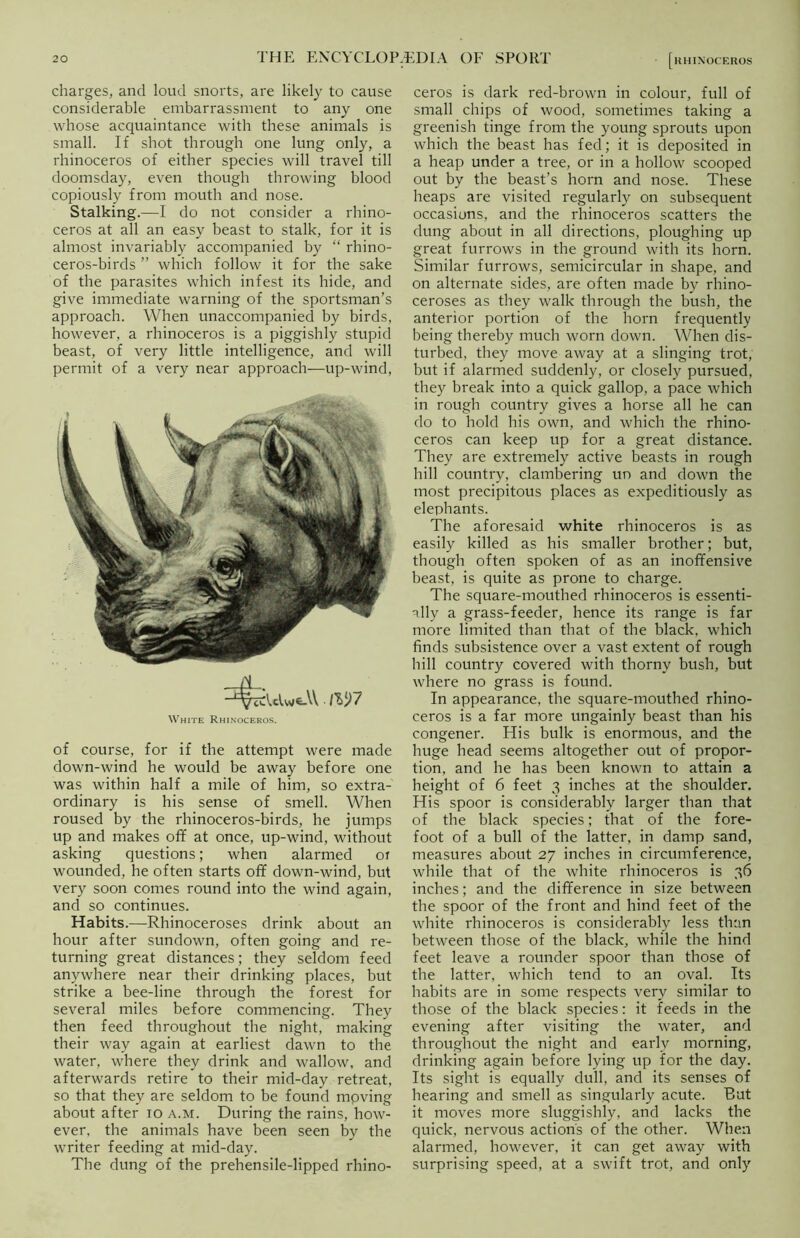 charges, and loud snorts, are likely to cause considerable embarrassment to any one whose acquaintance with these animals is small. If shot through one lung only, a rhinoceros of either species will travel till doomsday, even though throwing blood copiously from mouth and nose. Stalking.—I do not consider a rhino- ceros at all an easy beast to stalk, for it is almost invariably accompanied by “ rhino- ceros-birds ” which follow it for the sake of the parasites which infest its hide, and give immediate warning of the sportsman’s approach. When unaccompanied by birds, however, a rhinoceros is a piggishly stupid beast, of very little intelligence, and will permit of a very near approach—up-wind, White Rhinoceros. of course, for if the attempt were made down-wind he would be away before one was within half a mile of him, so extra- ordinary is his sense of smell. When roused by the rhinoceros-birds, he jumps up and makes off at once, up-wind, without asking questions; when alarmed of wounded, he often starts off down-wind, but very soon comes round into the wind again, and so continues. Habits.—Rhinoceroses drink about an hour after sundown, often going and re- turning great distances; they seldom feed anywhere near their drinking places, but strike a bee-line through the forest for several miles before commencing. They then feed throughout the night, making their way again at earliest dawn to the water, where they drink and wallow, and afterwards retire to their mid-day retreat, so that they are seldom to be found moving about after io a.m. During the rains, how- ever, the animals have been seen by the writer feeding at mid-day. The dung of the prehensile-lipped rhino- [rhinoceros ceros is dark red-brown in colour, full of small chips of wood, sometimes taking a greenish tinge from the young sprouts upon which the beast has fed; it is deposited in a heap under a tree, or in a hollow scooped out by the beast’s horn and nose. These heaps are visited regularly on subsequent occasions, and the rhinoceros scatters the dung about in all directions, ploughing up great furrows in the ground with its horn. Similar furrows, semicircular in shape, and on alternate sides, are often made by rhino- ceroses as they walk through the bush, the anterior portion of the horn frequently being thereby much worn down. When dis- turbed, they move away at a slinging trot, but if alarmed suddenly, or closely pursued, they break into a quick gallop, a pace which in rough country gives a horse all he can do to hold his own, and which the rhino- ceros can keep up for a great distance. They are extremely active beasts in rough hill country, clambering un and down the most precipitous places as expeditiously as elephants. The aforesaid white rhinoceros is as easily killed as his smaller brother; but, though often spoken of as an inoffensive beast, is quite as prone to charge. The square-mouthed rhinoceros is essenti- ally a grass-feeder, hence its range is far more limited than that of the black, which finds subsistence over a vast extent of rough hill country covered with thorny bush, but where no grass is found. In appearance, the square-mouthed rhino- ceros is a far more ungainly beast than his congener. His bulk is enormous, and the huge head seems altogether out of propor- tion, and he has been known to attain a height of 6 feet 3 inches at the shoulder. His spoor is considerably larger than that of the black species; that of the fore- foot of a bull of the latter, in damp sand, measures about 27 inches in circumference, while that of the white rhinoceros is 36 inches; and the difference in size between the spoor of the front and hind feet of the white rhinoceros is considerably less than between those of the black, while the hind feet leave a rounder spoor than those of the latter, which tend to an oval. Its habits are in some respects very similar to those of the black species: it feeds in the evening after visiting the water, and throughout the night and early morning, drinking again before lying up for the day. Its sight is equally dull, and its senses of hearing and smell as singularly acute. But it moves more sluggishly, and lacks the quick, nervous action's of the other. When alarmed, however, it can get away with surprising speed, at a swift trot, and only