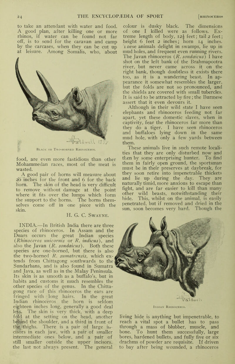 to take an attendant with water and food. A good plan, after killing one or more rhinos, if water can be found not far off, is to send for the caravan and camp by the carcases, when they can be cut up at leisure. Among Somalis, who, about food, are even more fastidious than other Mohammedan races, most of the meat is wasted. A good pair of horns will measure about do inches for the front and 6 for the back horn. The skin of the head is very difficult to remove without damage at the point where it fits over the lumps which form the support to the horns. The horns them- selves come off in one piece with the skin. colour is dusky black. The dimensions of one I killed were as follows. Ex- treme length of body, \2\ feet; tail 2 feet; height 6 feet 2 inches; horn 14 inches, rnese animals delight in swamps, lie up in mud holes, and frequent even running rivers. The Javan rhinoceros (R. sondaicus) I have shot on the left bank of the Brahmapootra river, but never came across it on the right bank, though doubtless it exists there too, as it is a wandering beast. In ap- pearance it somewhat resembles the larger, but the folds are not so pronounced, and the shields are covered with small tubercles. It is said to be attracted by fire ; the Burmese assert that it even devours it. Although in their wild state I have seen elephants and rhinoceros feeding not far apart, yet these domestic slaves, when in captivity, fear the rhinoceros far more than they do a tiger. I have seen rhinoceros and buffaloes lying down in the same mud hole, with only a few yards between them. These animals live in such remote locali- ties that they are only disturbed now and then by some enterprising hunter. To find them in fairly open ground, the sportsman must be in their preserves at daybreak, for they soon retire into impenetrable thickets and lie up during the day. They are naturally timid, more anxious to escape than fight, and are far easier to kill than many other wild beasts, notwithstanding their hide. This, whilst on the animal, is easily penetrated, but if removed and dried in the sun, soon becomes very hard. Though the H. G. C. Swayne. INDIA.—In British India there are three species of rhinoceros. In Assam and the Duars occurs the great Indian species (Rhinoceros unicornis or R. indicus), and also the Javan (R. sondaicus). Both these species are one-horned, but there is also the two-horned R. sumatrensis, which ex- tends from Chittagong southwards to the Sundarbans, and is also found in Sumatra and Java, as well as in the Malay Peninsula. Its skin is as smooth as a buffalo’s, but in habits and customs it much resembles the other species of the genus. In the Chitta- gong race of this rhinoceros the ears are fringed with long hairs. In the great Indian rhinoceros the horn is seldom eighteen inches long, generally a good deal lelss. The skin is very thick, with a deep fdld at the setting on the head, another behind the shoulder, and a third in front of tlje thighs. There is a pair of large in- cisors in each jaw, with a pair of smaller intermediate ones below, and a pair of still smaller outside the upper incisors, the last not always present. The general Indian* Rhinoceros. living hide is anything but impenetrable, to reach a vital spot a bullet has to pass through a mass of blubber, muscle, and bone. To hunt them successfully, large bores, hardened bullets, and fully five or six drachms of powder are requisite. If driven to bay after being wounded, a rhinoceros